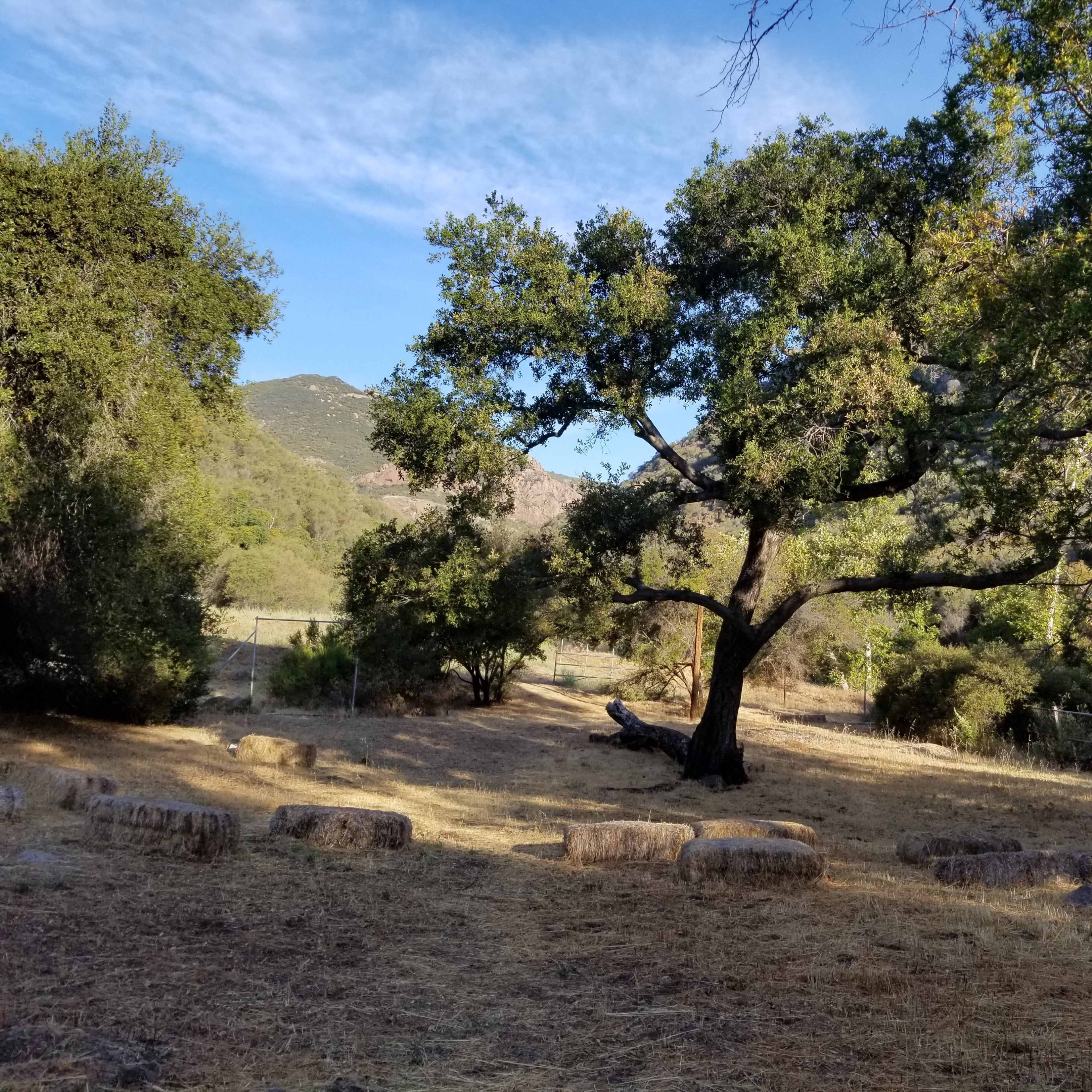 A large tree stands in a grassy clearing surrounded by shrubs and rocky terrain, with mountains visible in the background under a clear blue sky.