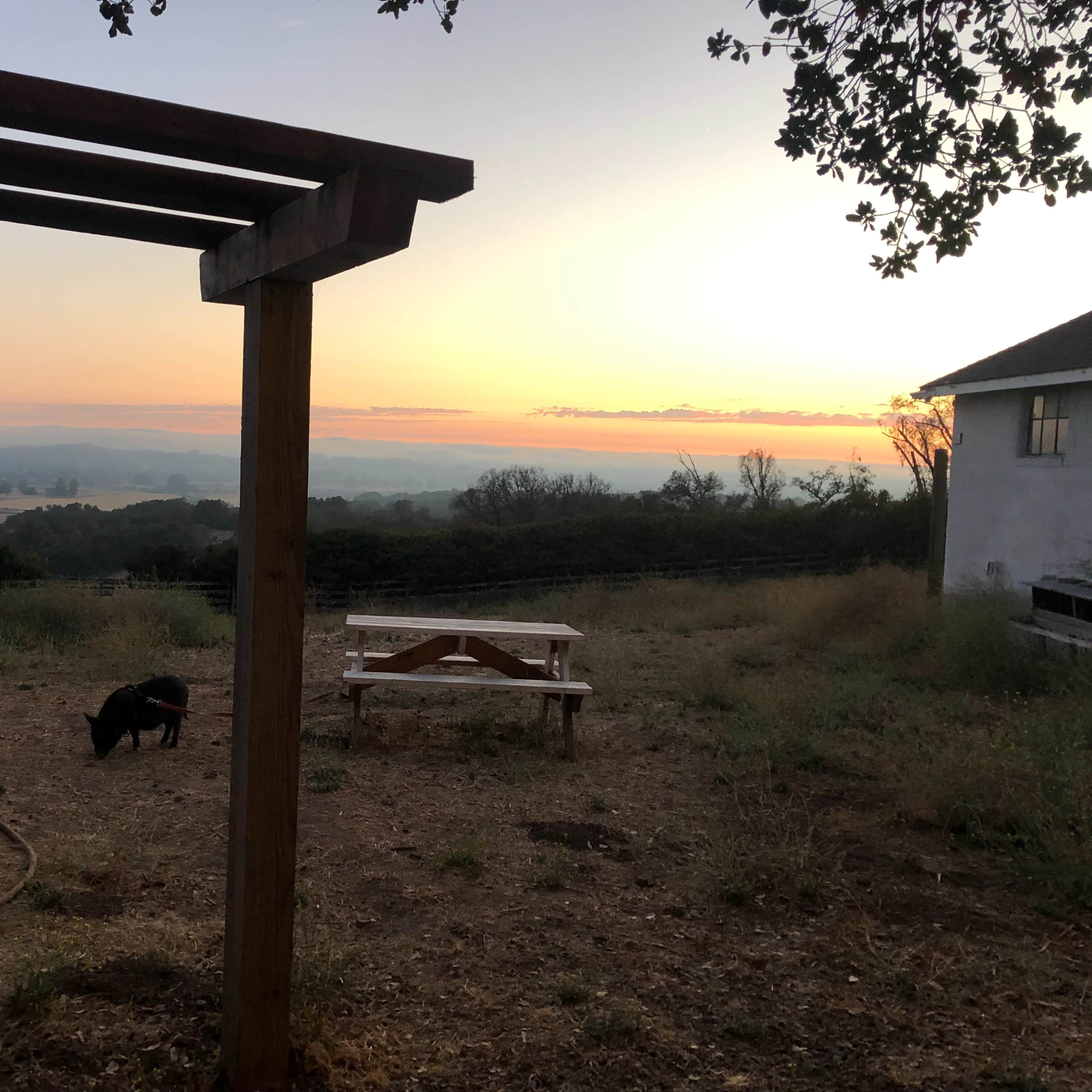 A wooden structure frames a picnic table in an open field with a sunset backdrop and a black dog nearby.