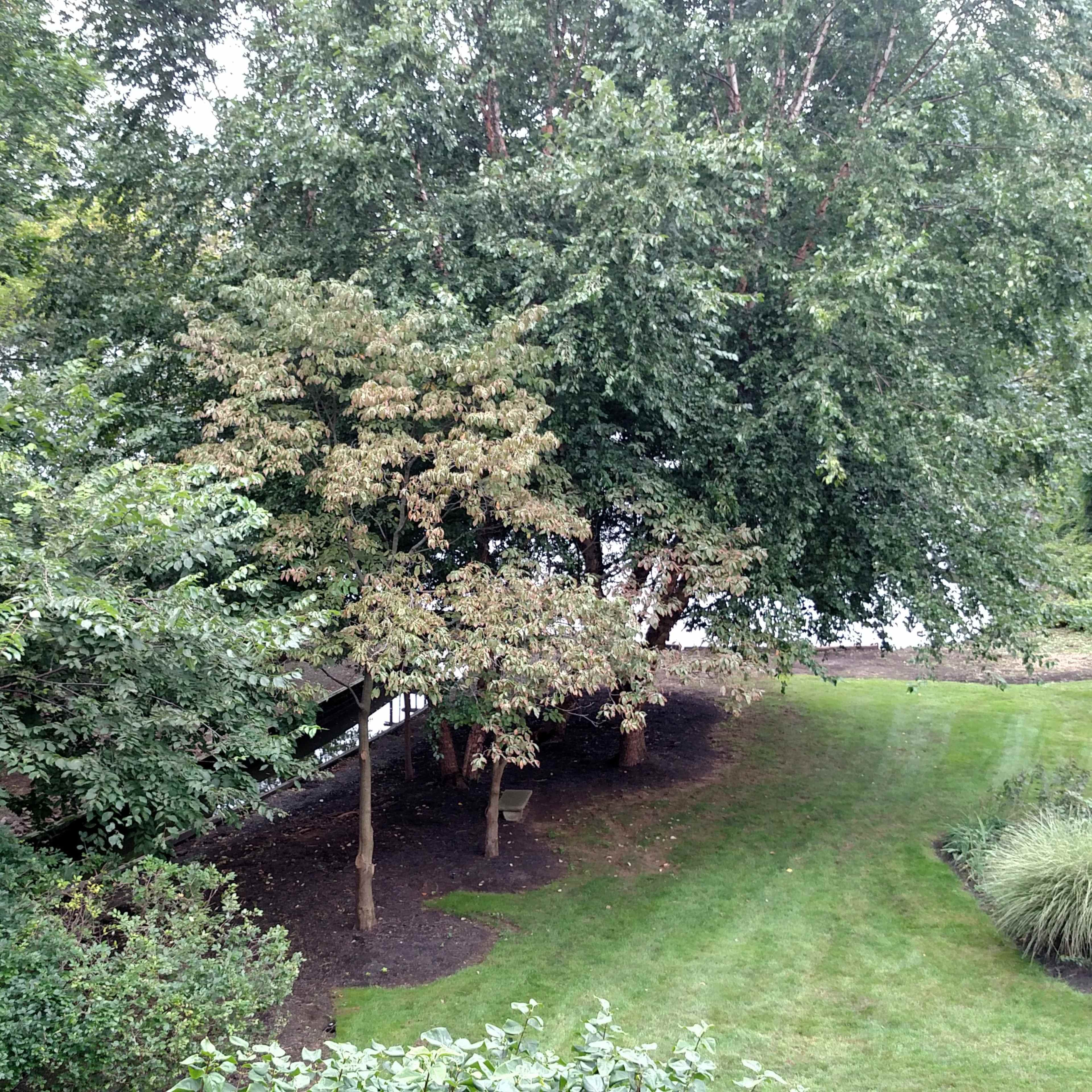 A landscaped garden with several trees, a grassy area, and a pathway leading towards a water body.