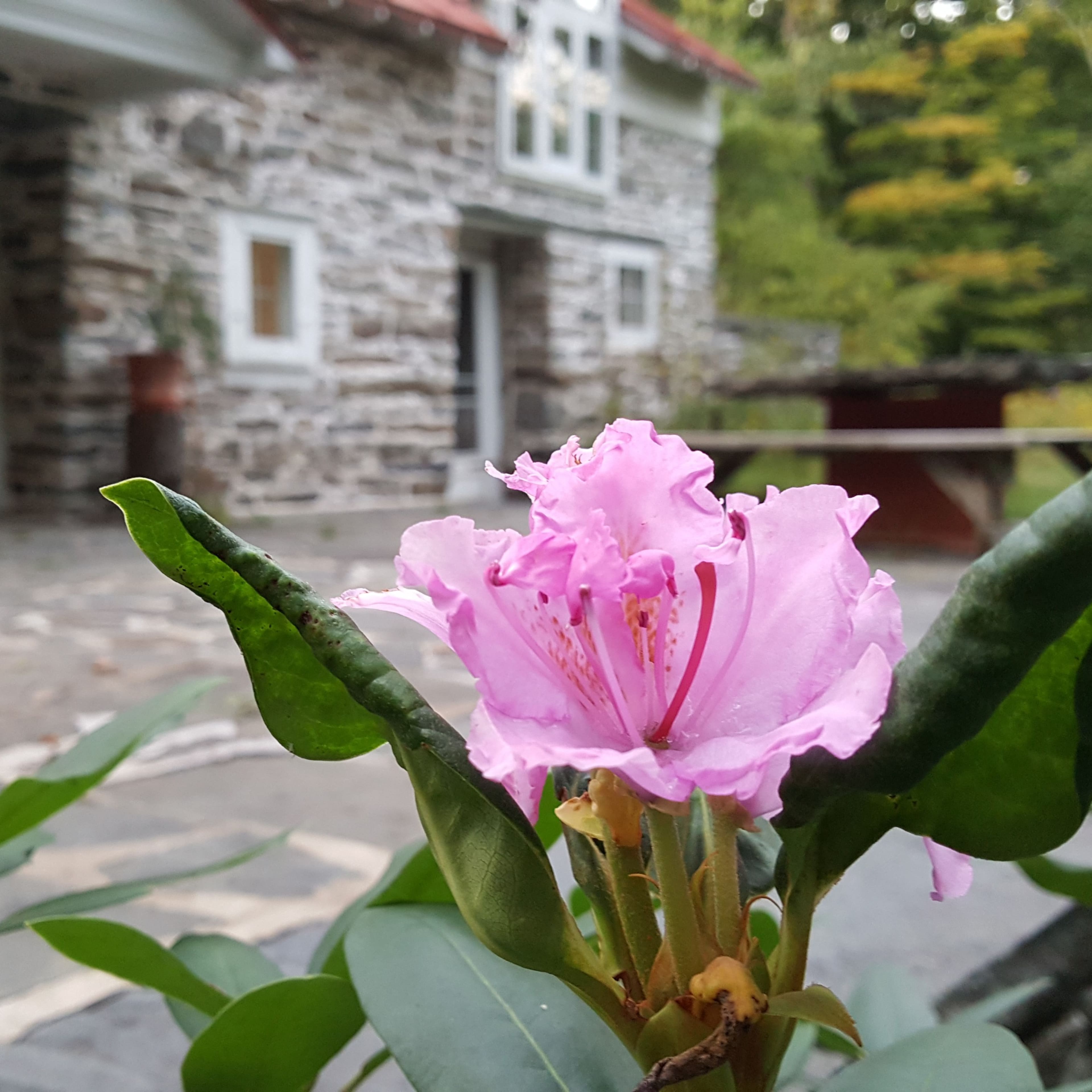 A pink flower is in focus, with a stone building visible in the background.