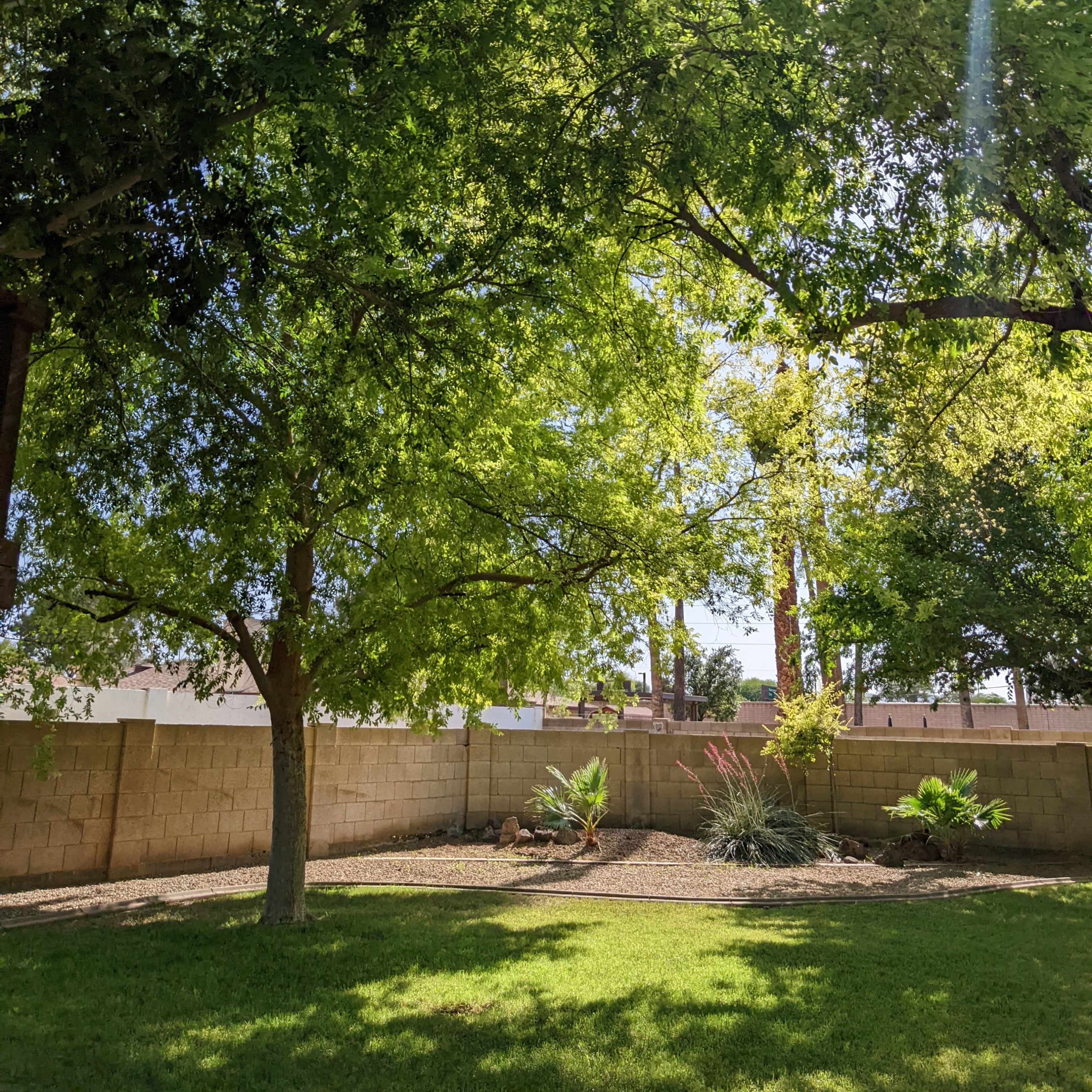 A sunlit backyard features lush green trees and a landscaped area with gravel and plants.