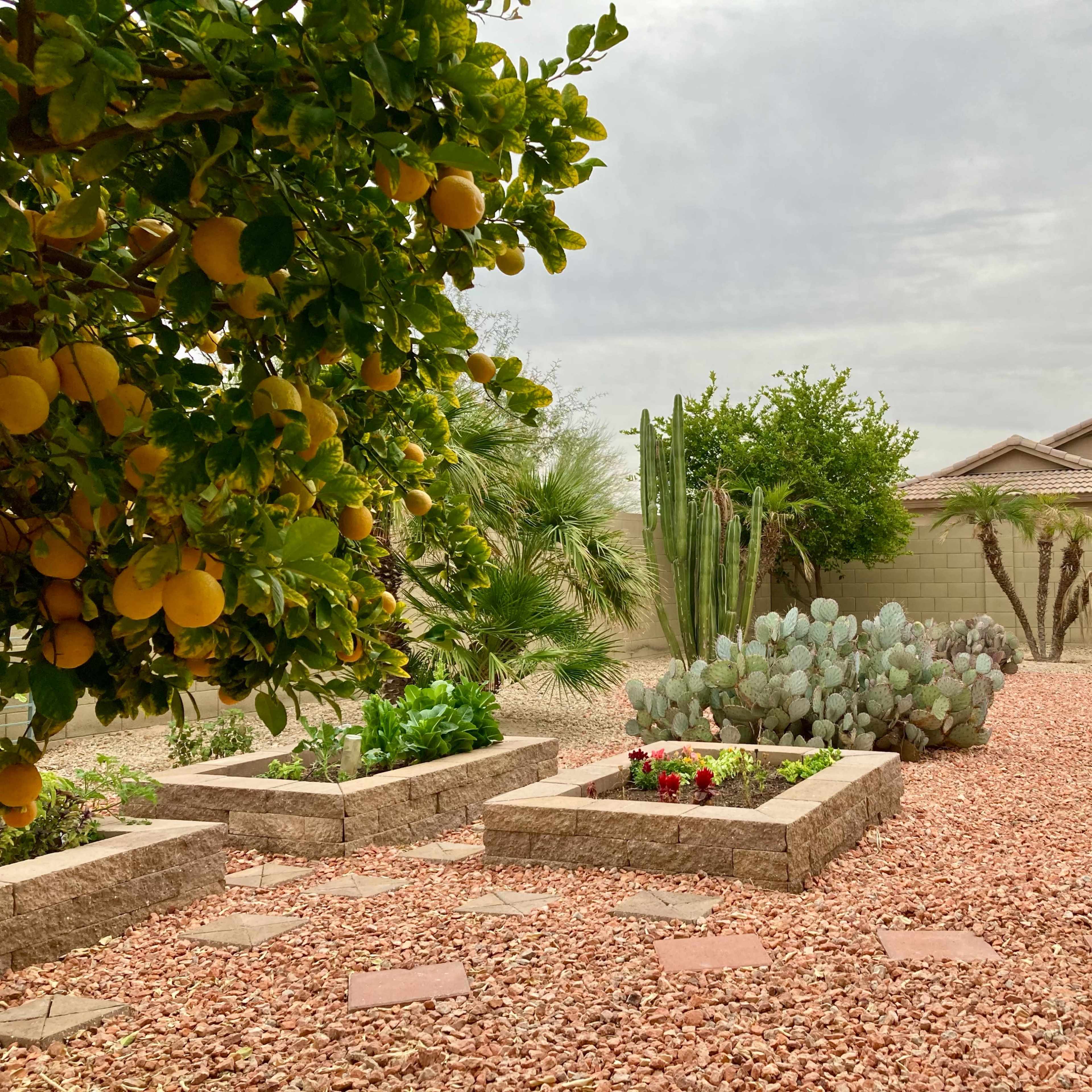 A landscaped garden featuring lemon trees, various cacti, and raised planter boxes filled with colorful flowers, set against a backdrop of a house and cloudy sky.
