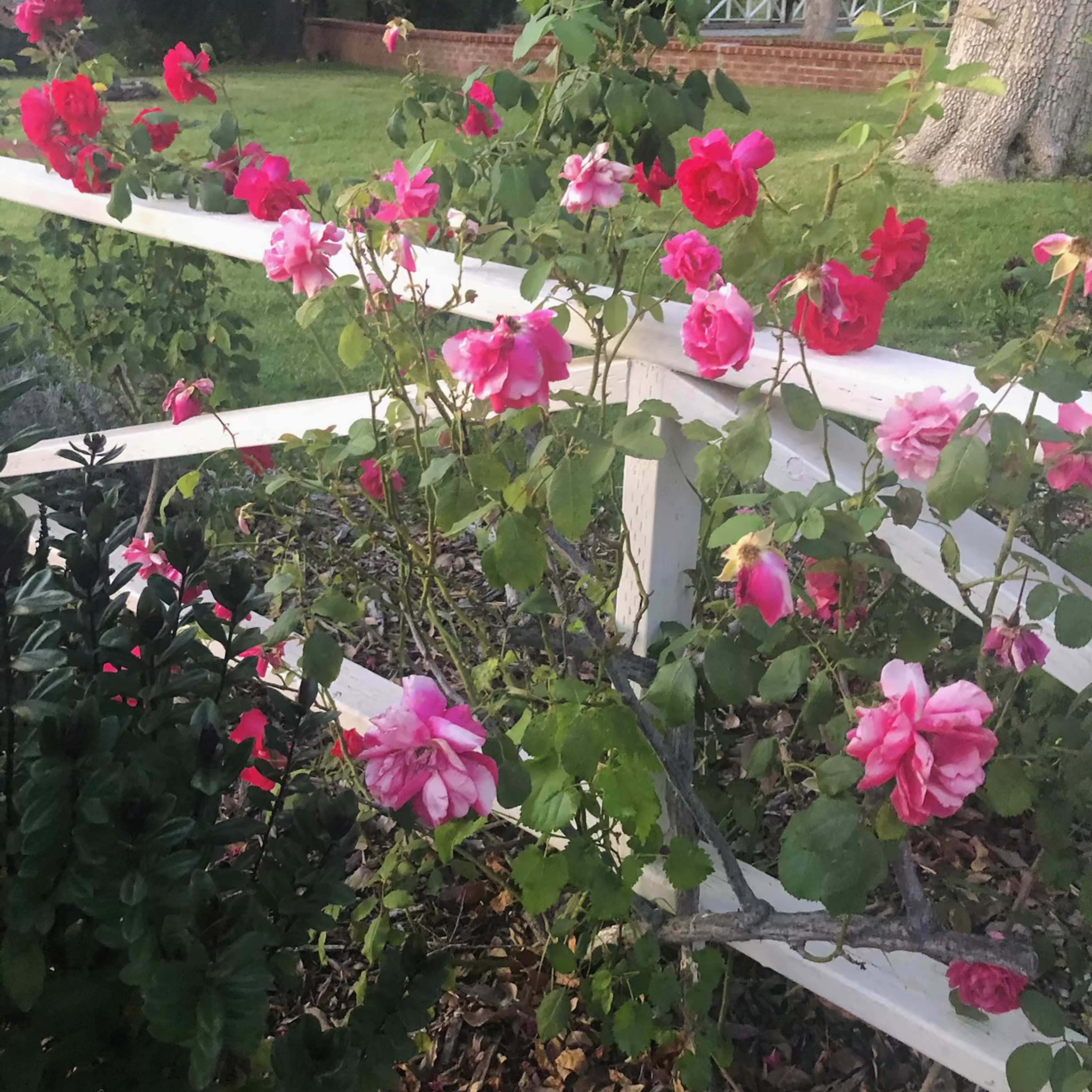 Roses in various shades of pink bloom along a white wooden fence in a garden.