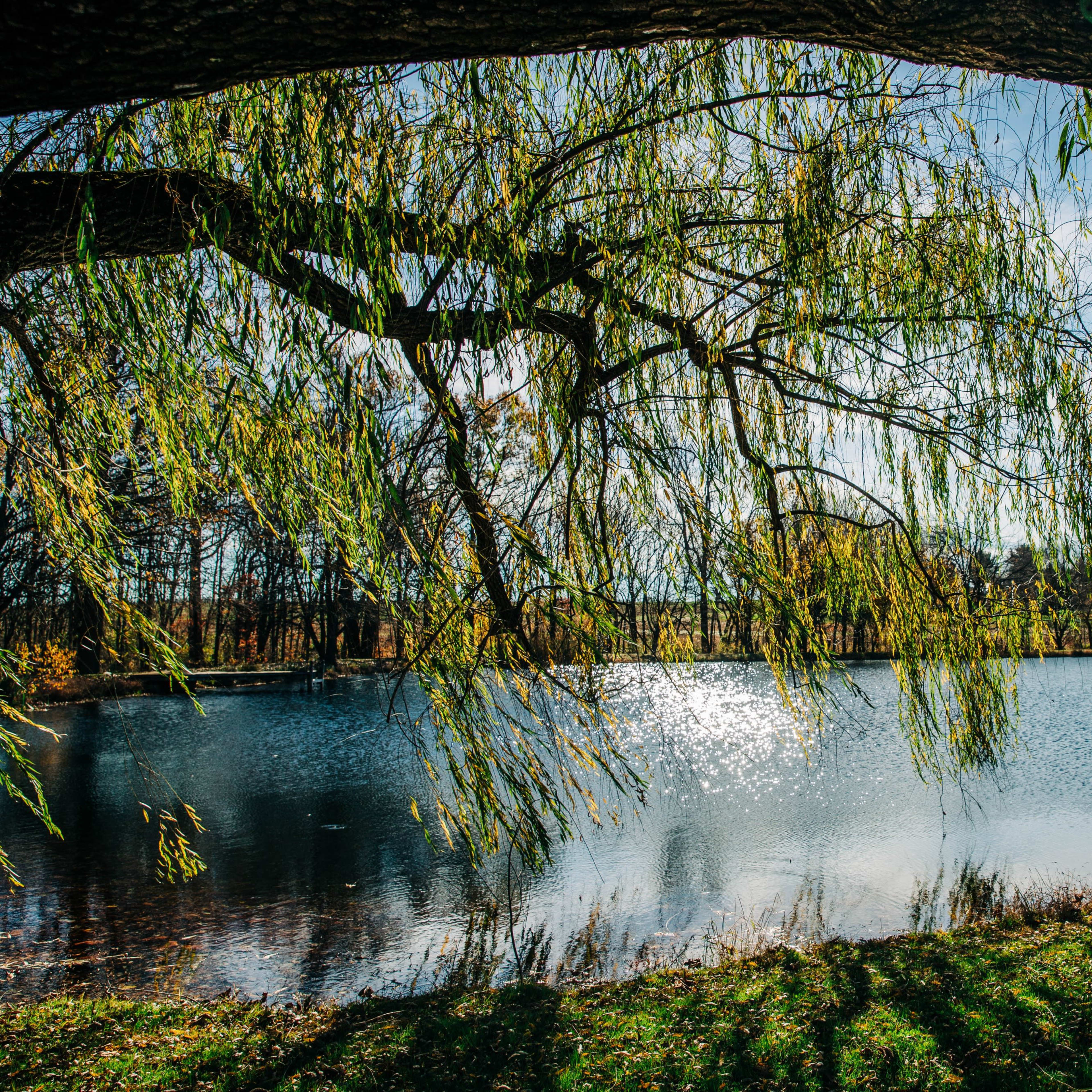 A willow tree hangs over a serene pond, reflecting the sunlight on its surface.