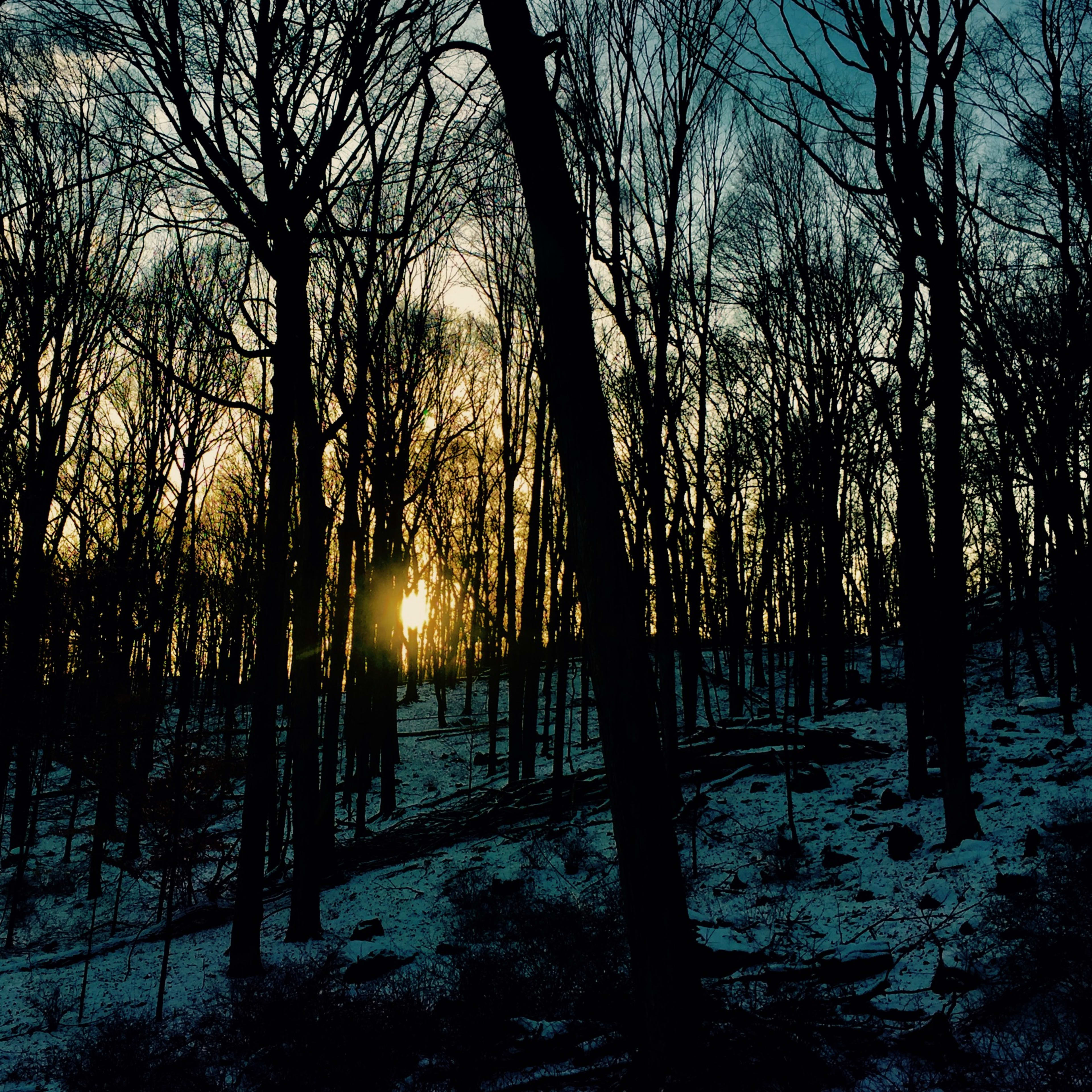 The sun sets behind bare trees in a snowy forest.