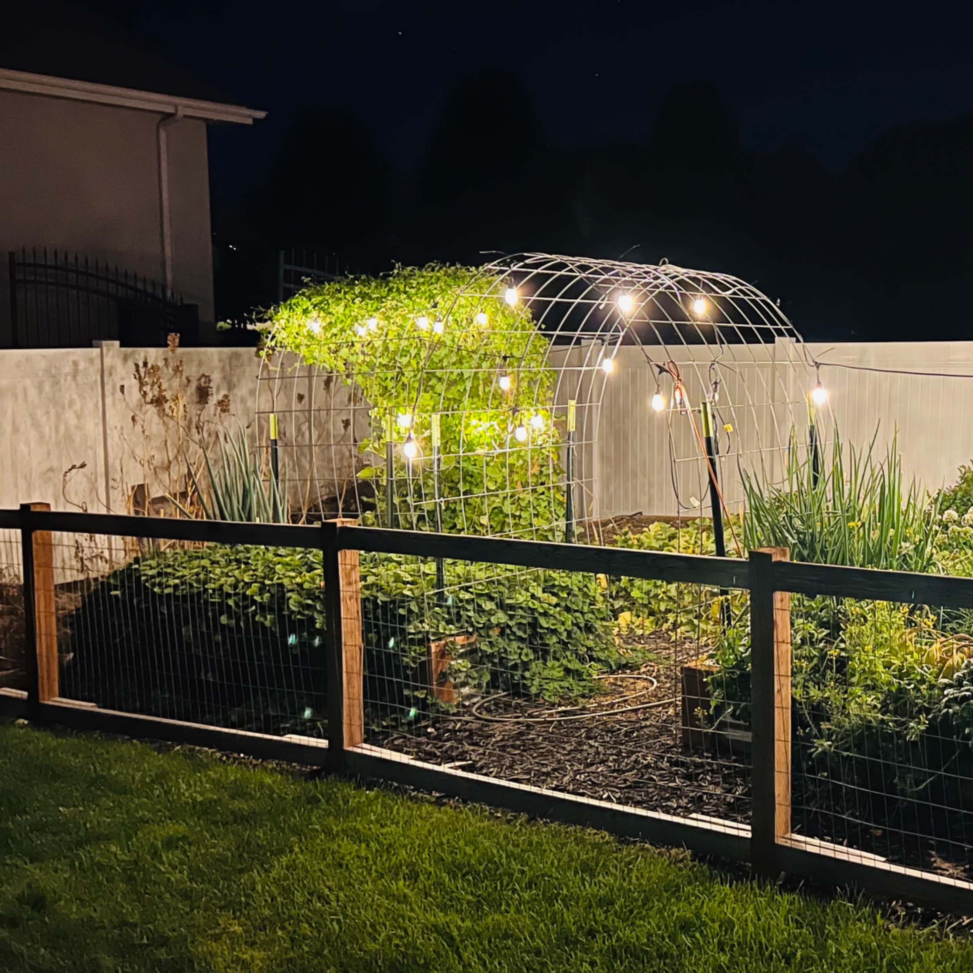 A garden is illuminated by string lights at night, surrounded by a wooden fence.