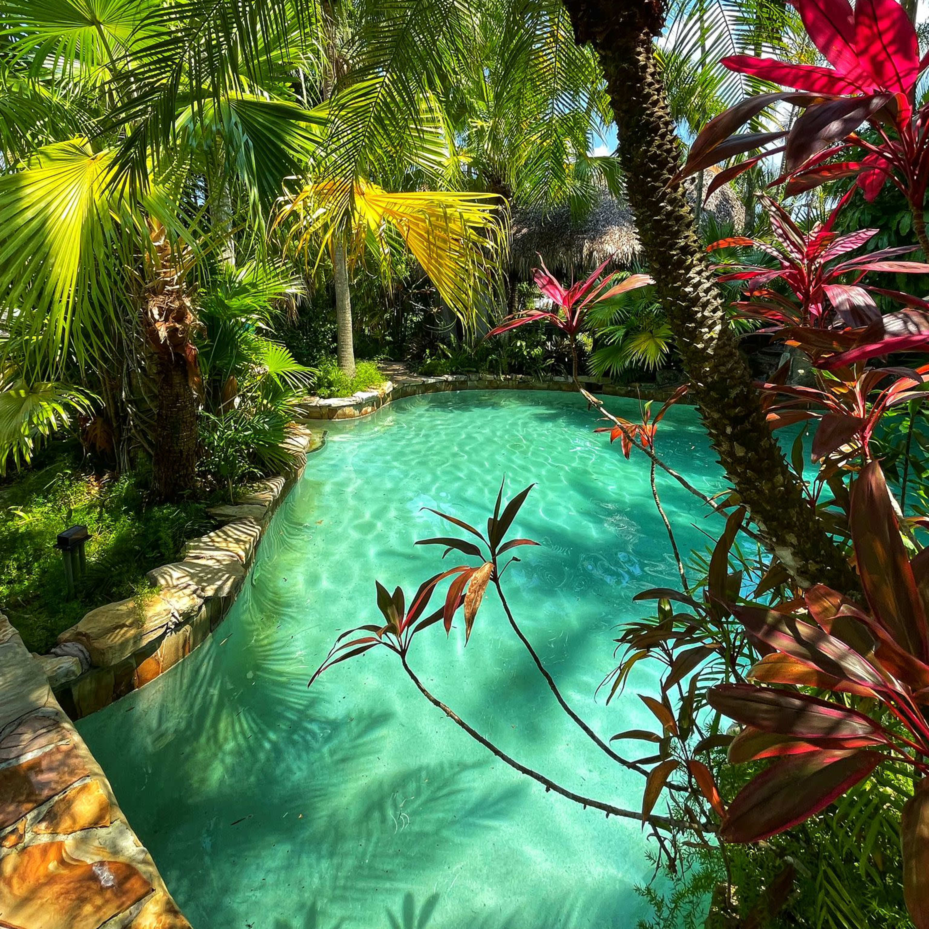 A lush, tropical landscape surrounds a clear blue swimming pool with curved edges.