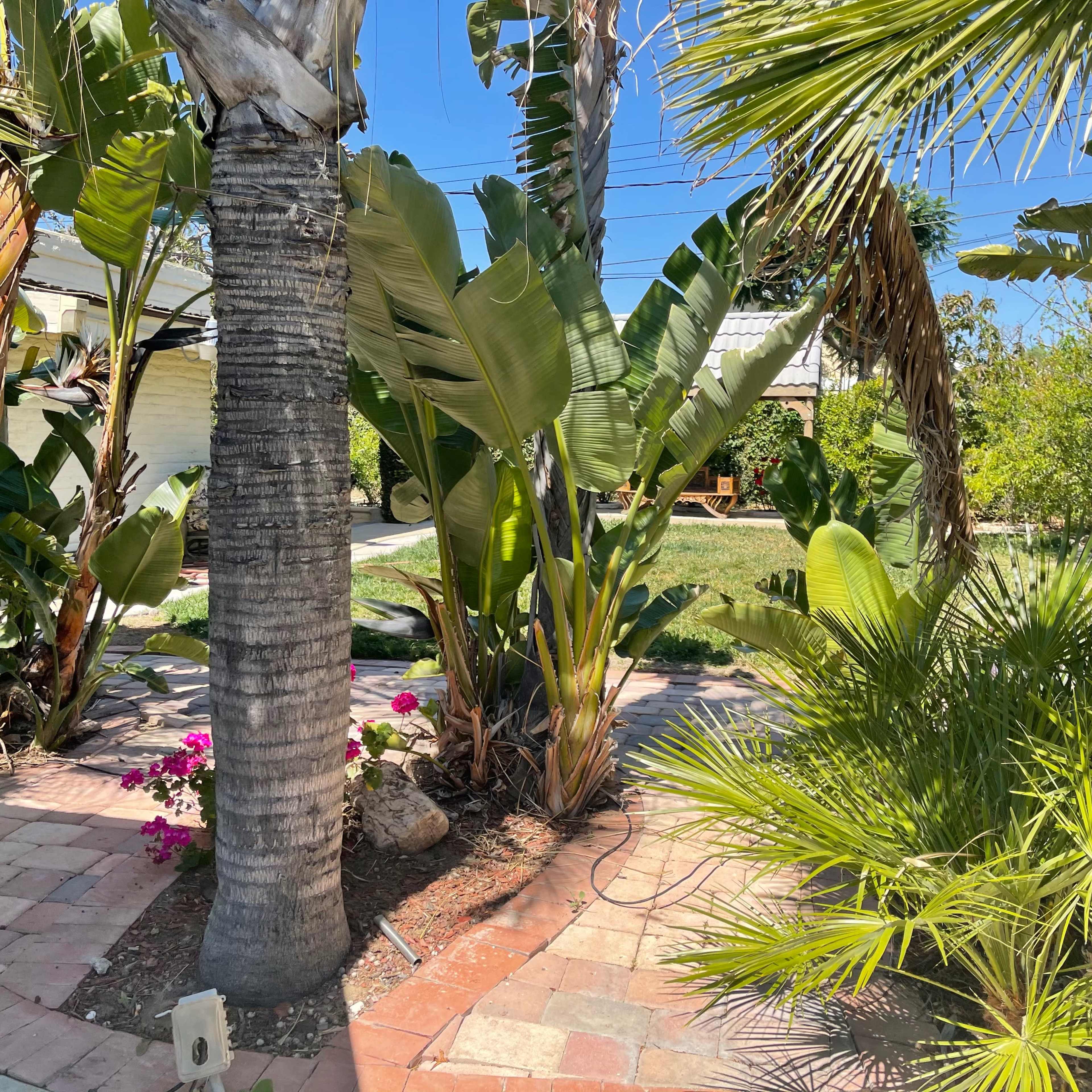 A tropical garden features palm and banana trees, with a path of brick pavers leading through lush greenery.