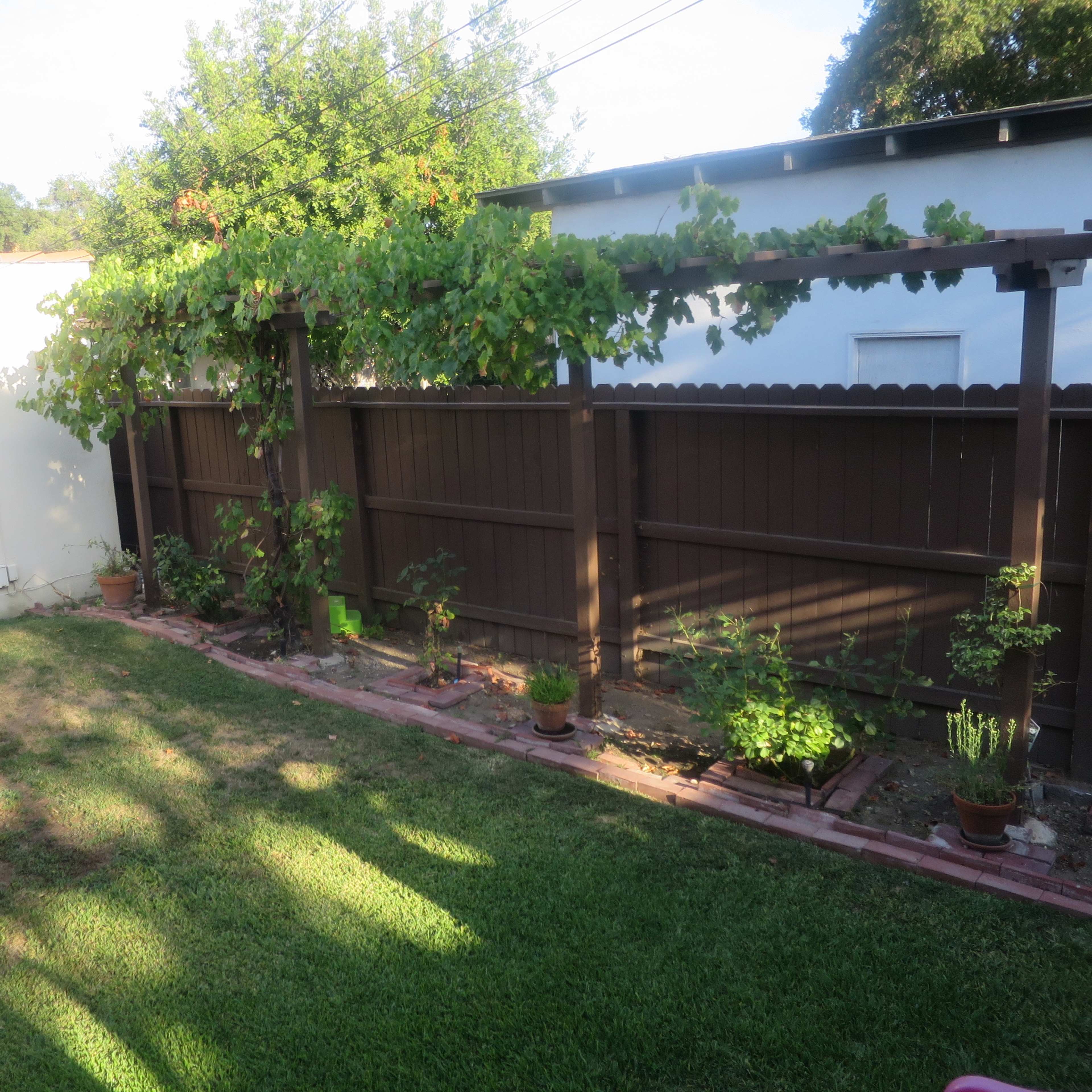 A residential backyard features a patch of grass, a wooden fence, climbing vines, and several potted plants along the perimeter.