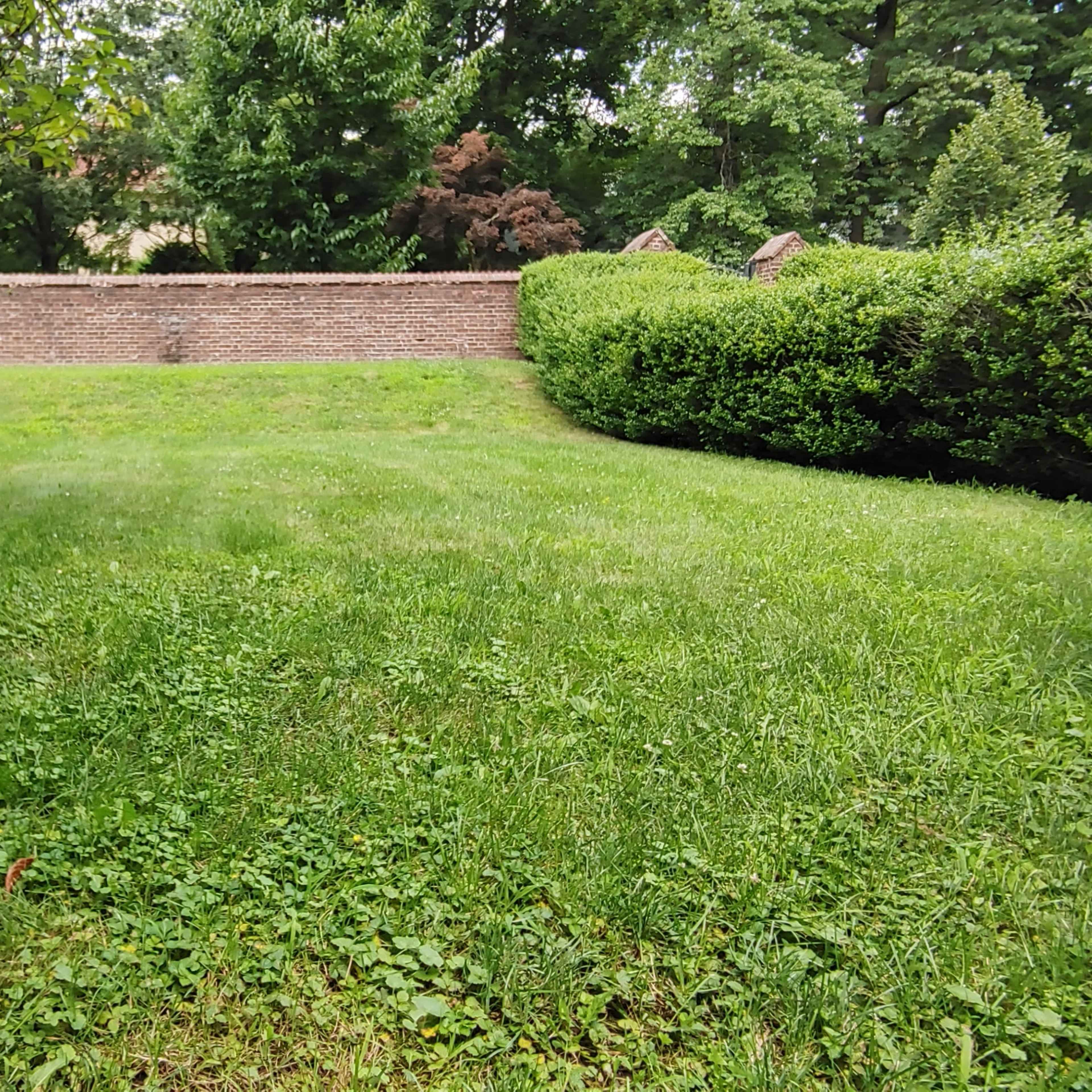 A grassy backyard with a low brick wall and trimmed hedges on either side.