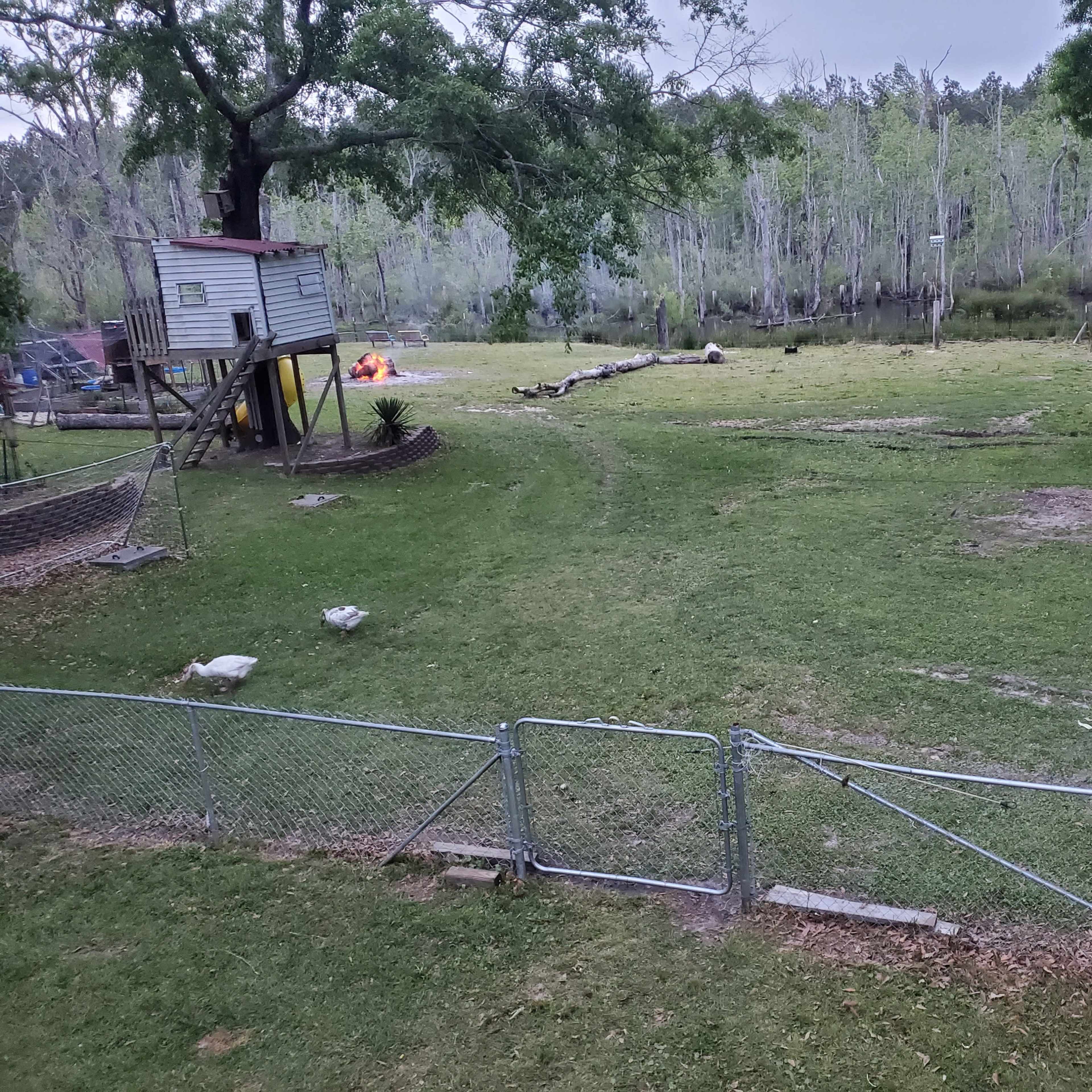 A fenced grassy area near a body of water, with a wooden playhouse, two ducks, and a small fire pit in the background.
