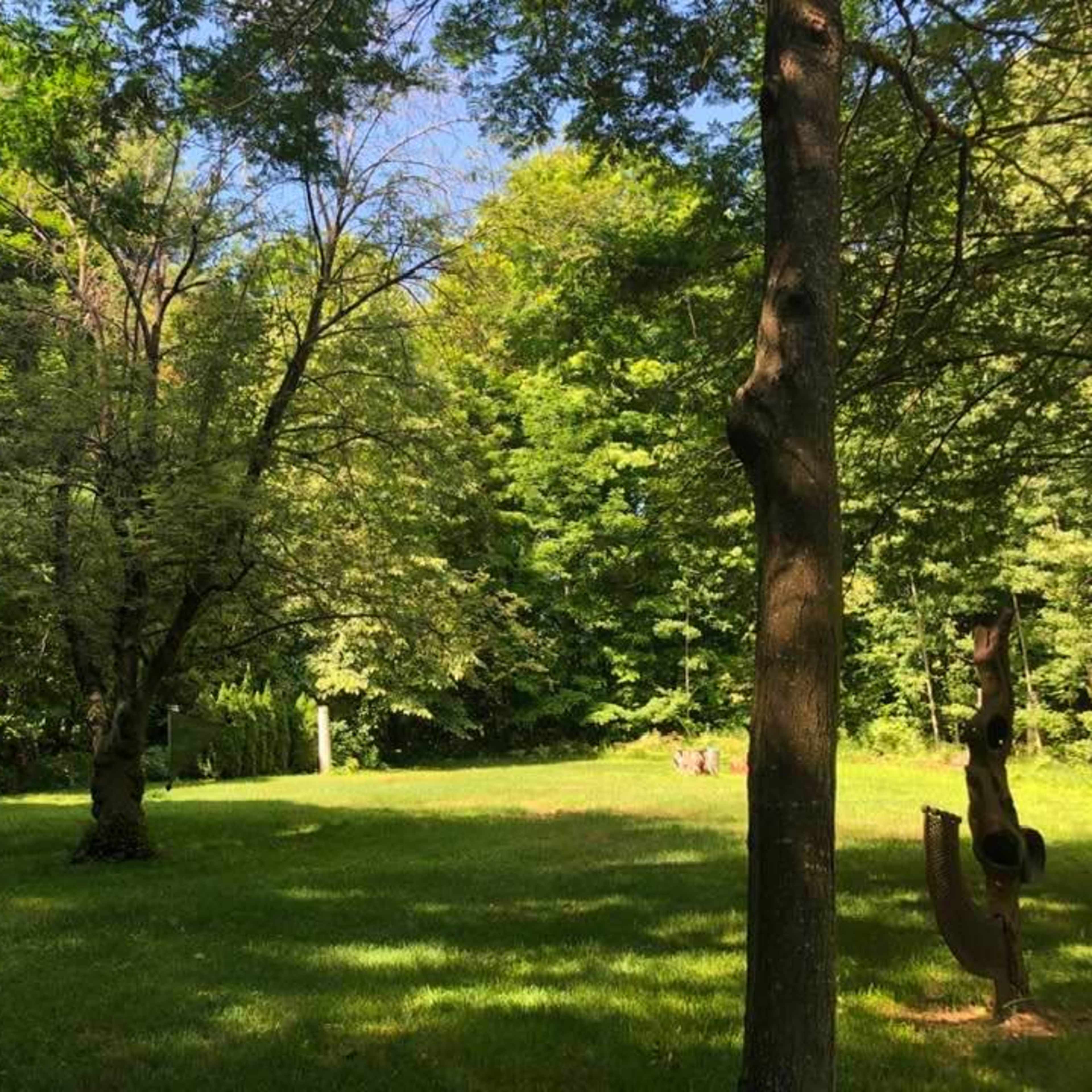 A grassy clearing surrounded by lush trees in a woodland area.