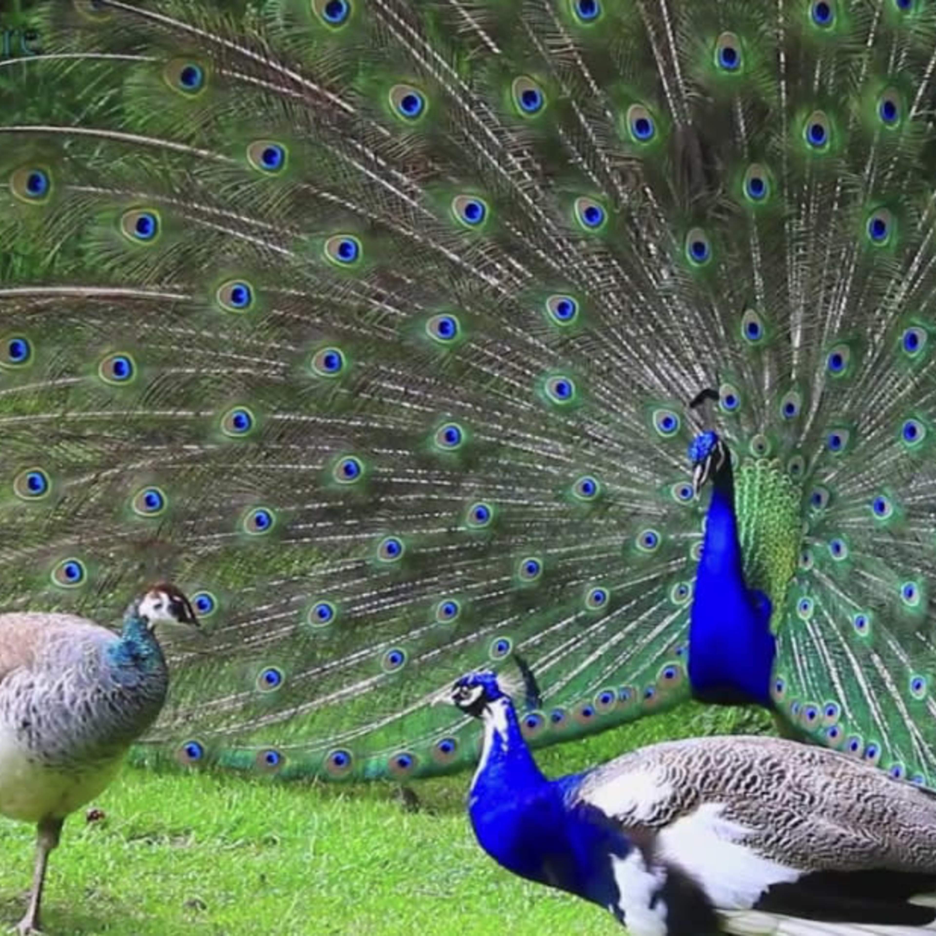 A male peacock displays its colorful feathers while a female peacock stands close by in a grassy area.