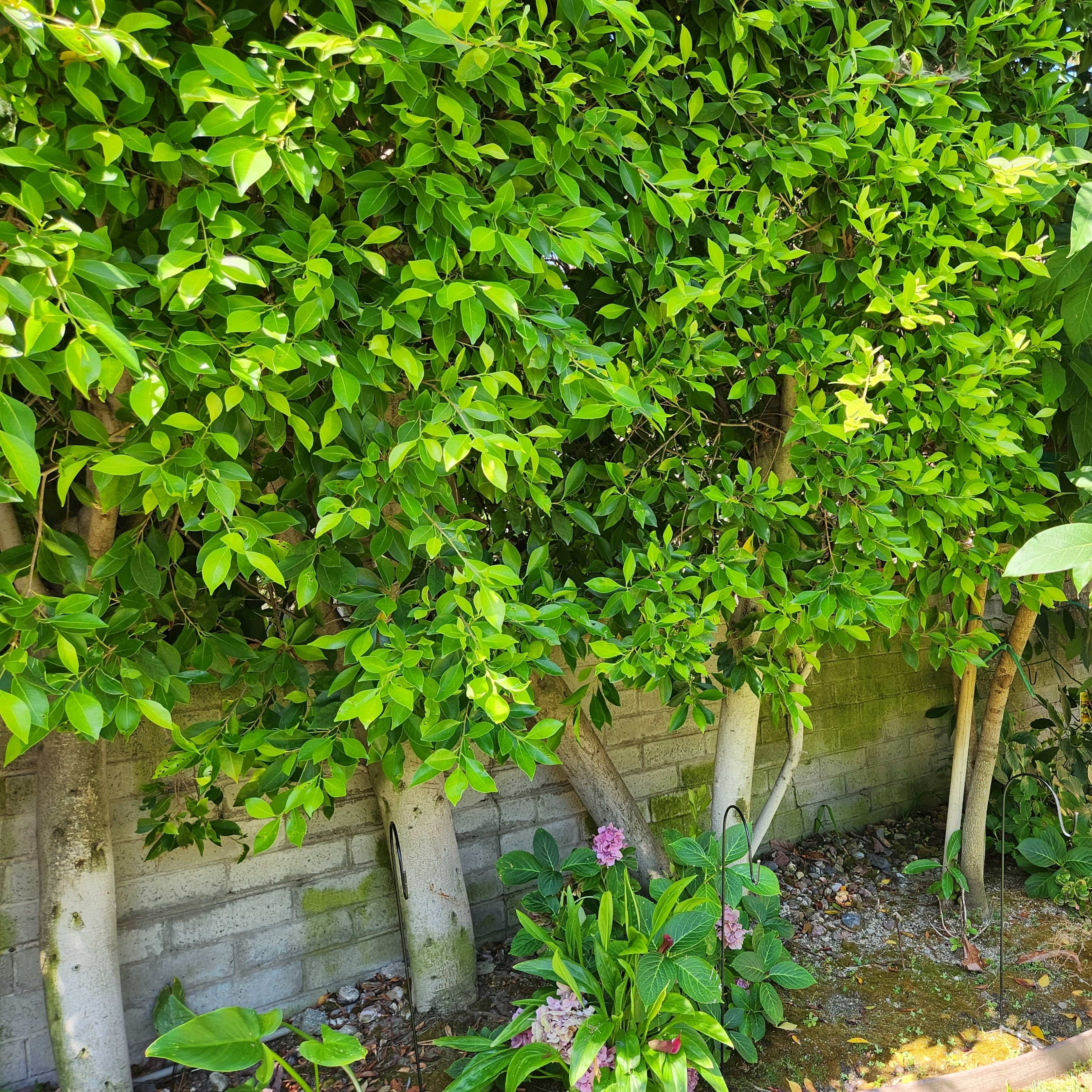 A dense row of green bushes and small trees lines a garden wall, with flowering plants at the base.
