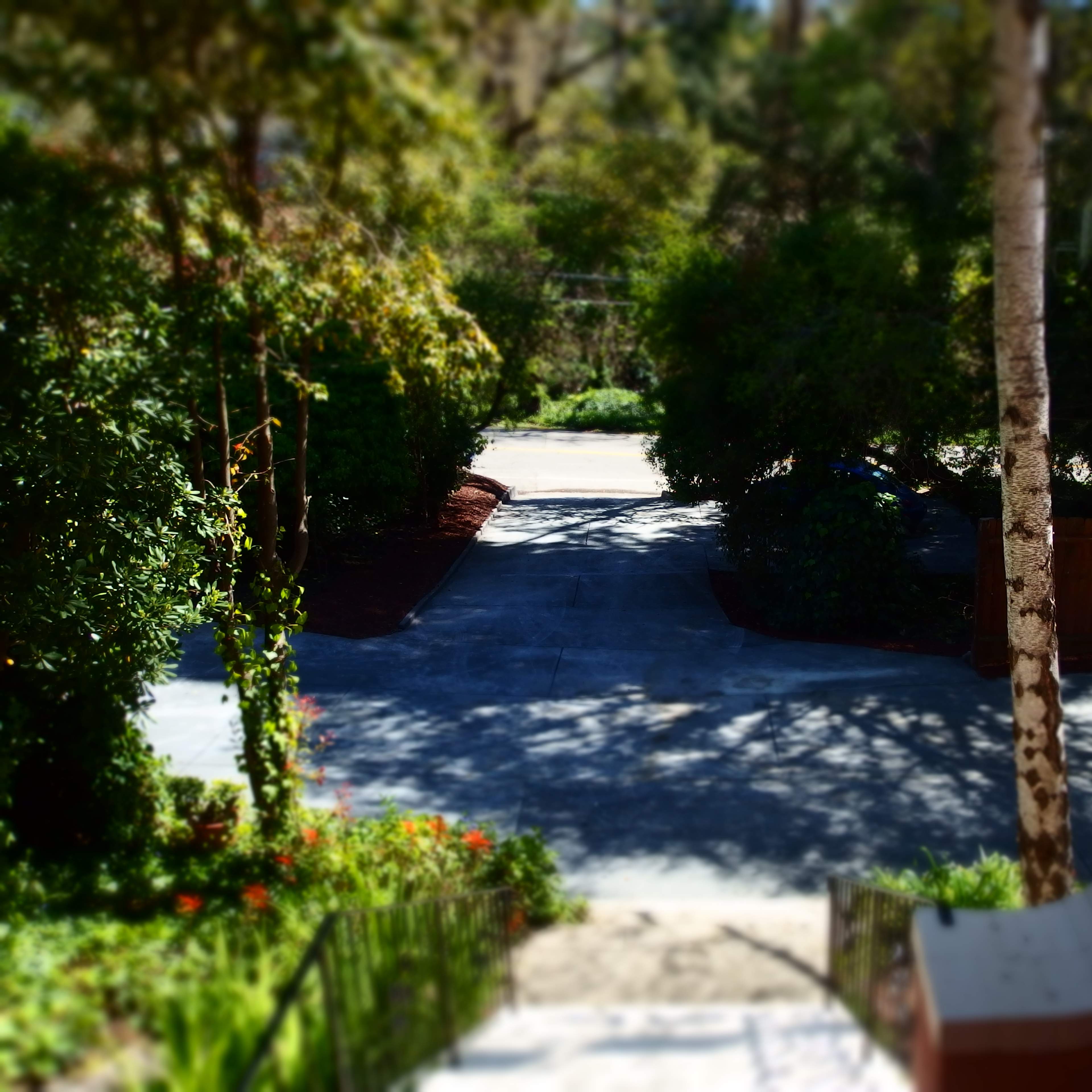 A view of a quiet street surrounded by trees and shrubs, as seen from a set of stairs.