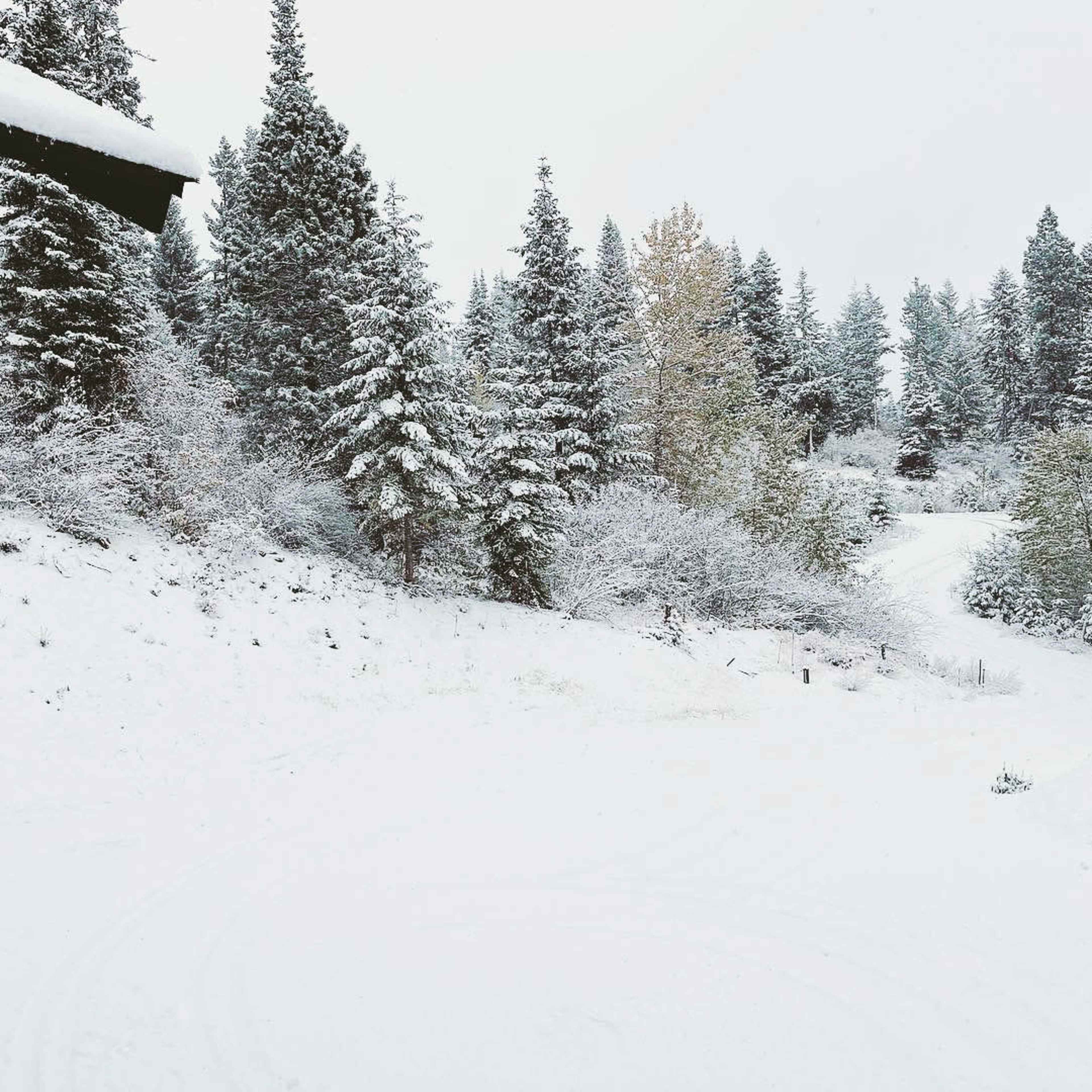 A snowy landscape features trees covered in white frost and a path winding through the snow.