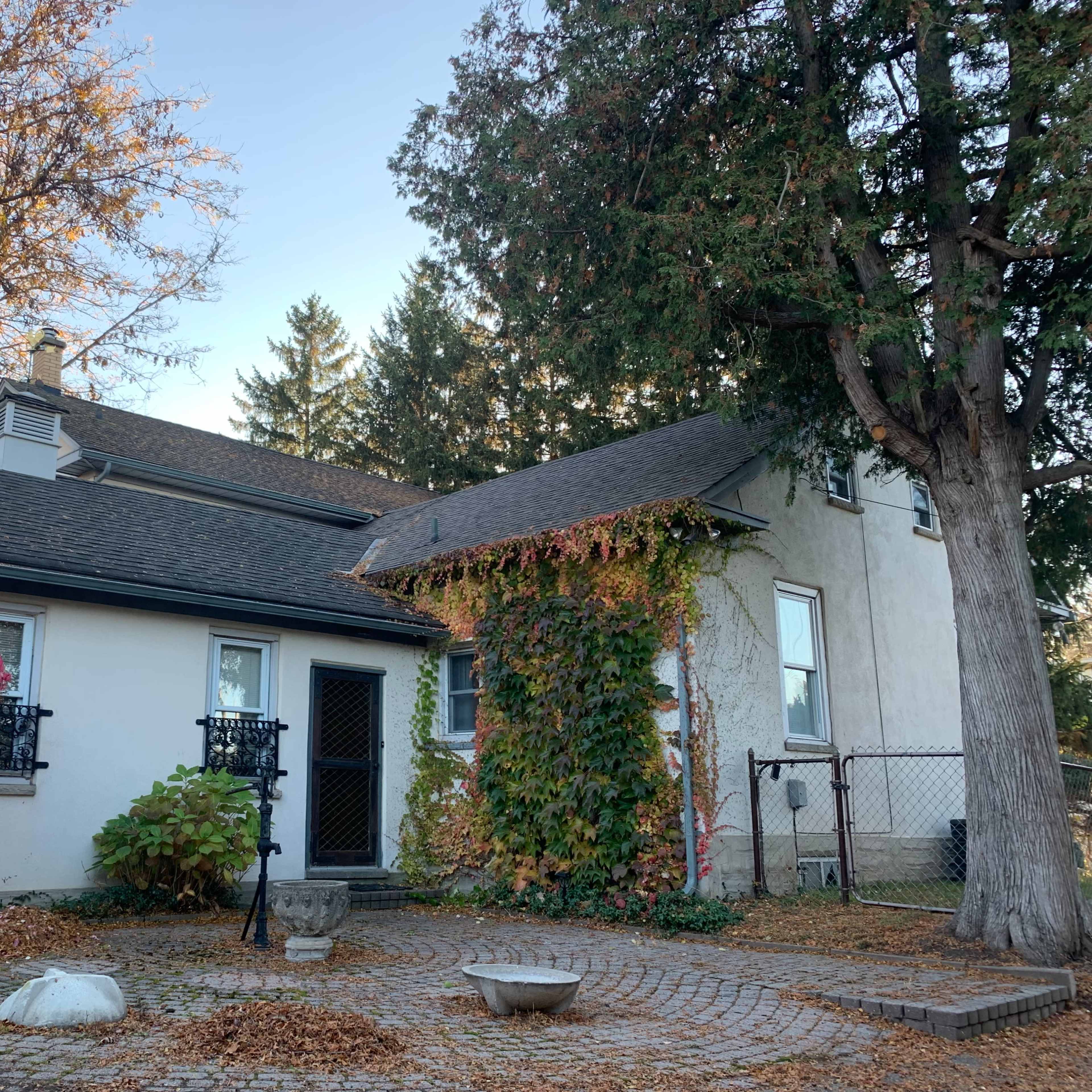 A house with a front garden featuring a pink shrub, a stone pathway, and ivy climbing up the walls amid fallen leaves.