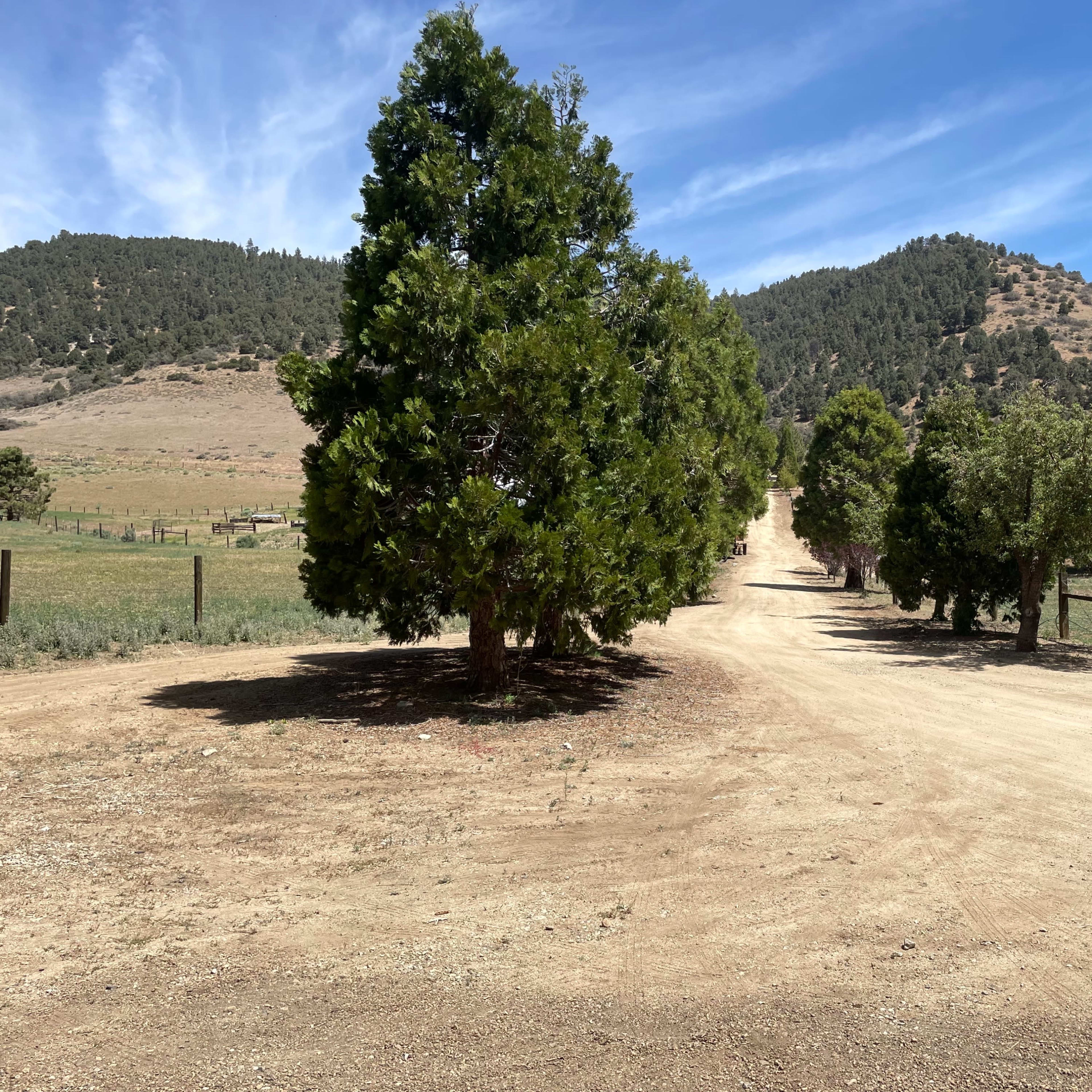 A dirt road lined with trees leads towards a hillside under a blue sky.