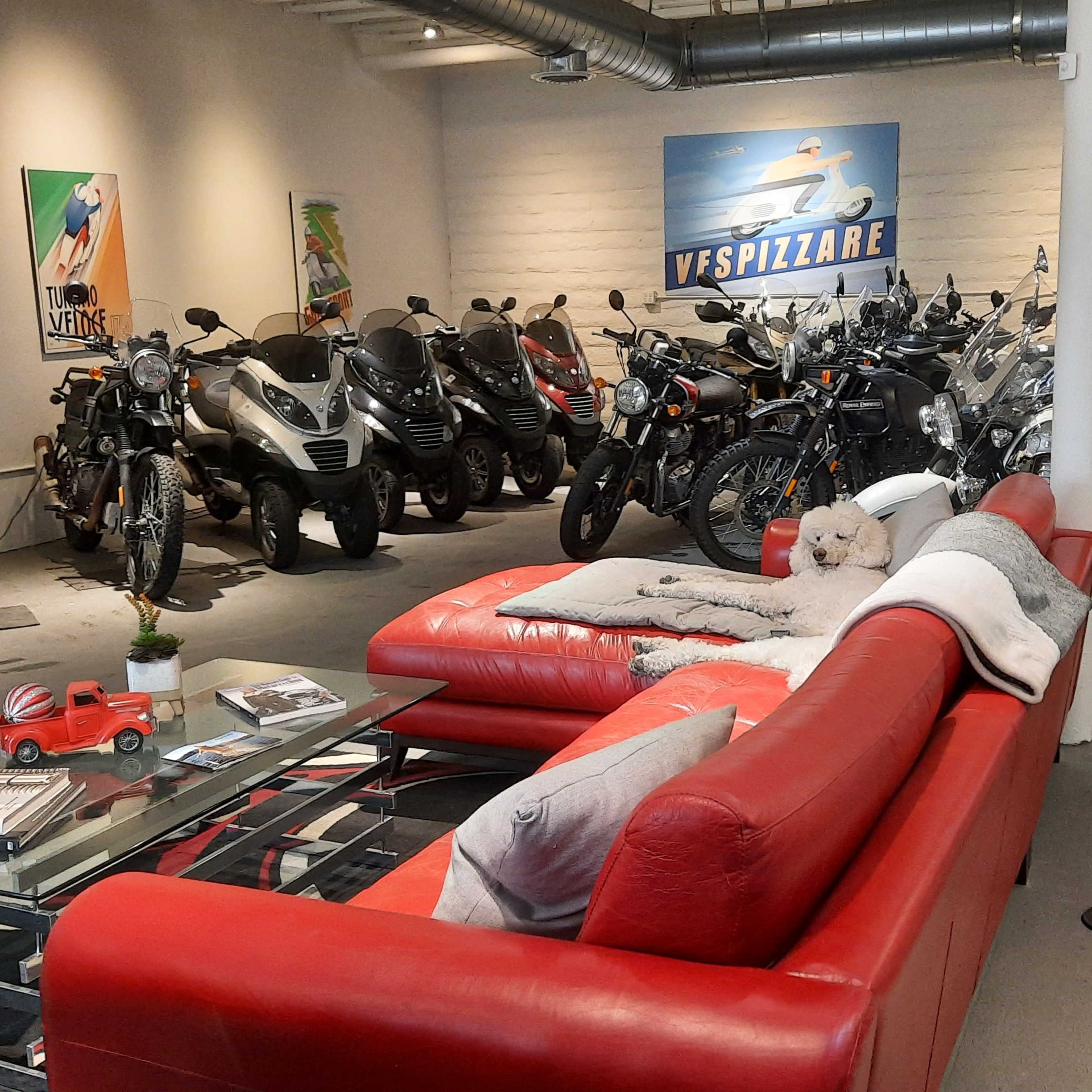 A motorcycle showroom featuring a variety of bikes, with a red sofa and a small dog relaxing in the foreground.