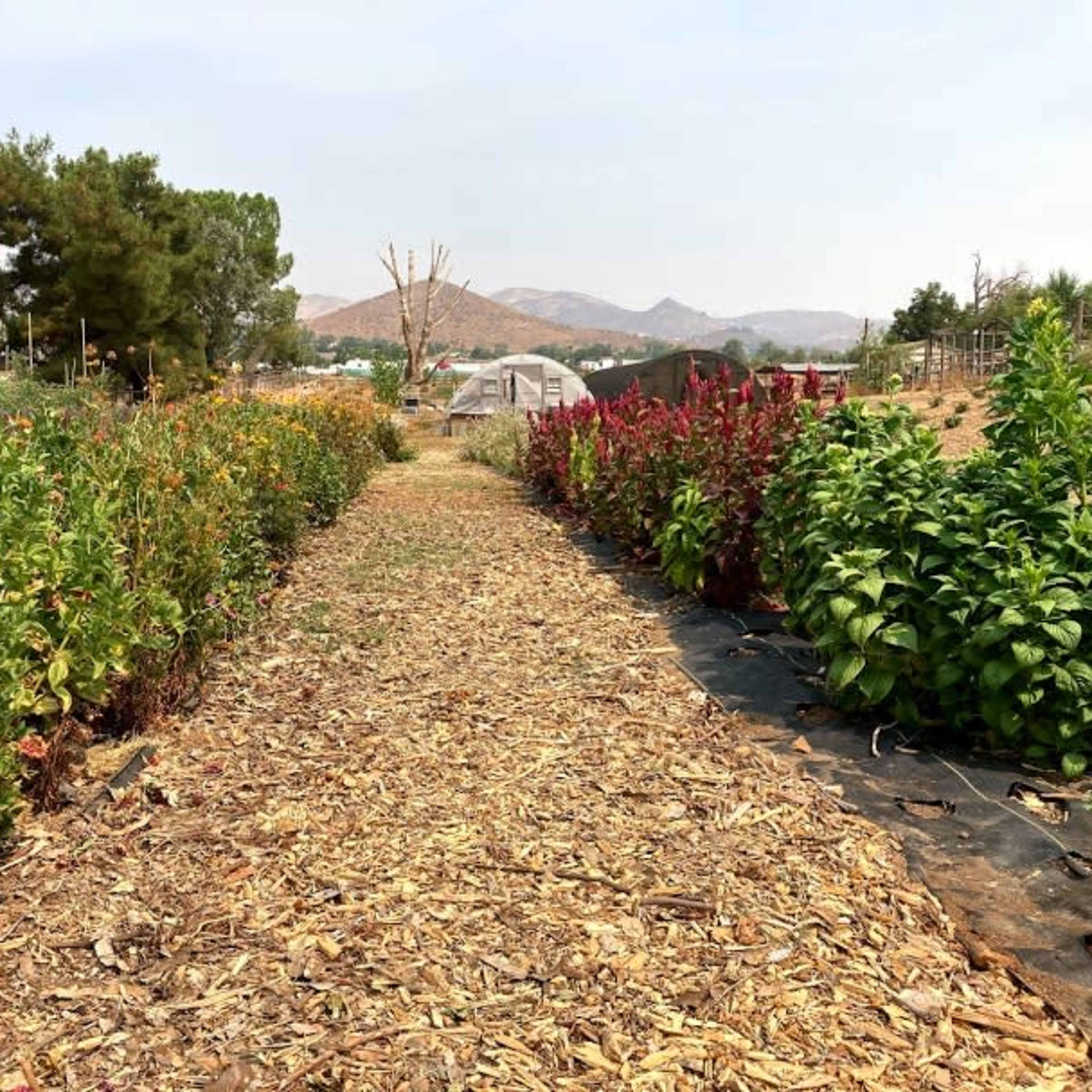 A wide dirt path lined with colorful flowers and plants extends between two garden rows, leading toward a distant hillside.