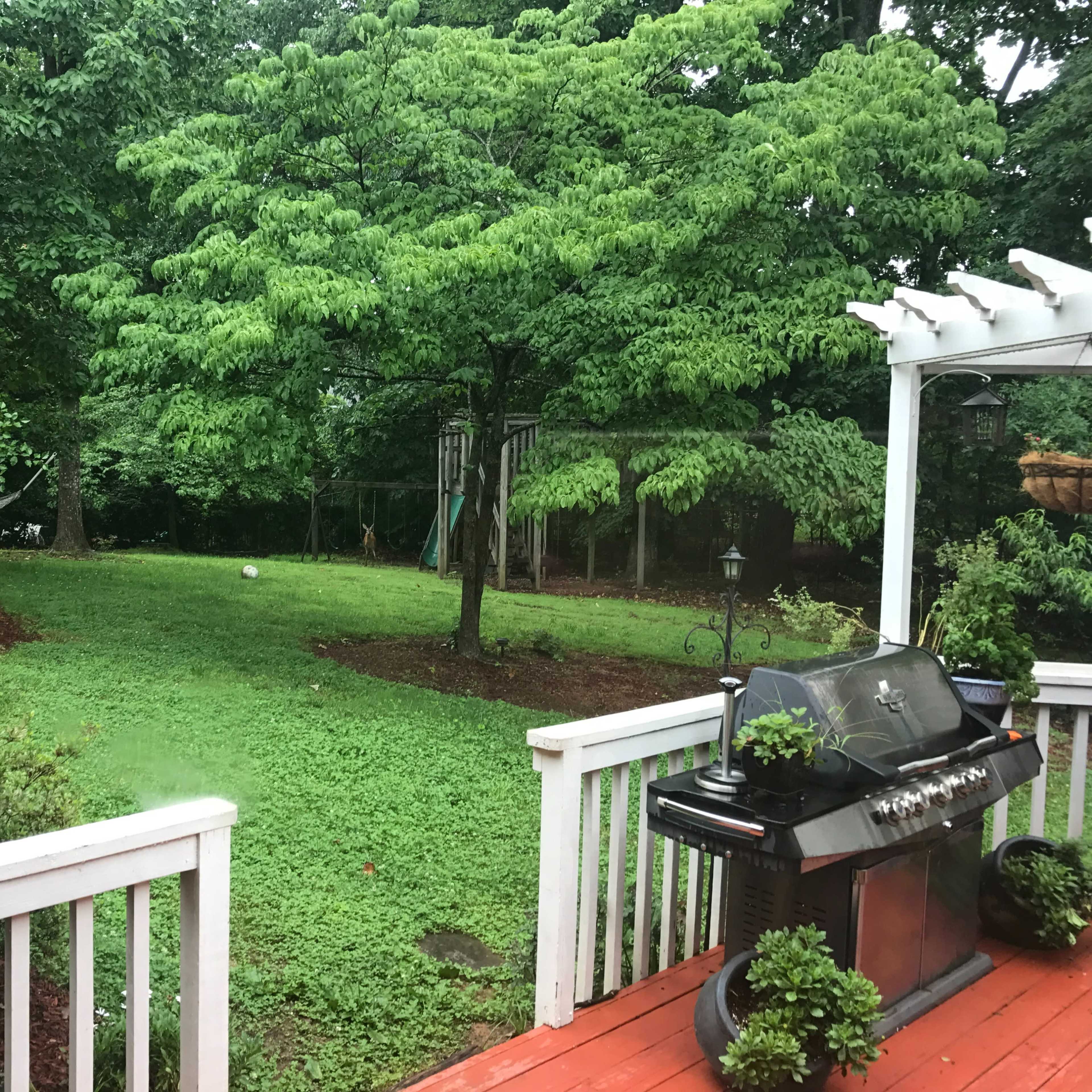 A backyard with a grassy area, a large tree, a hammock, and a barbecue grill on a deck.
