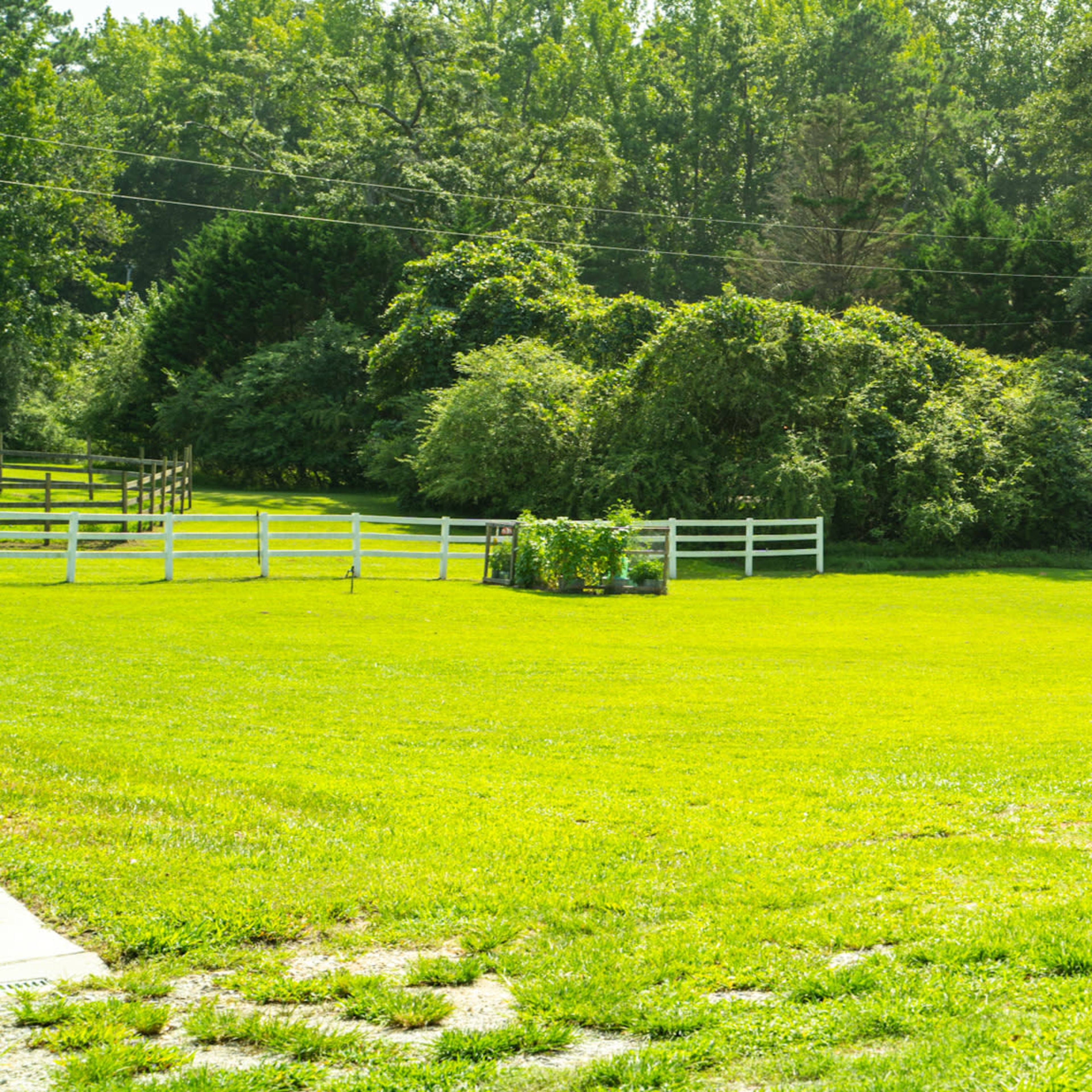 A wide expanse of lush green grass is bordered by trees and a white fence in a sunny outdoor area.