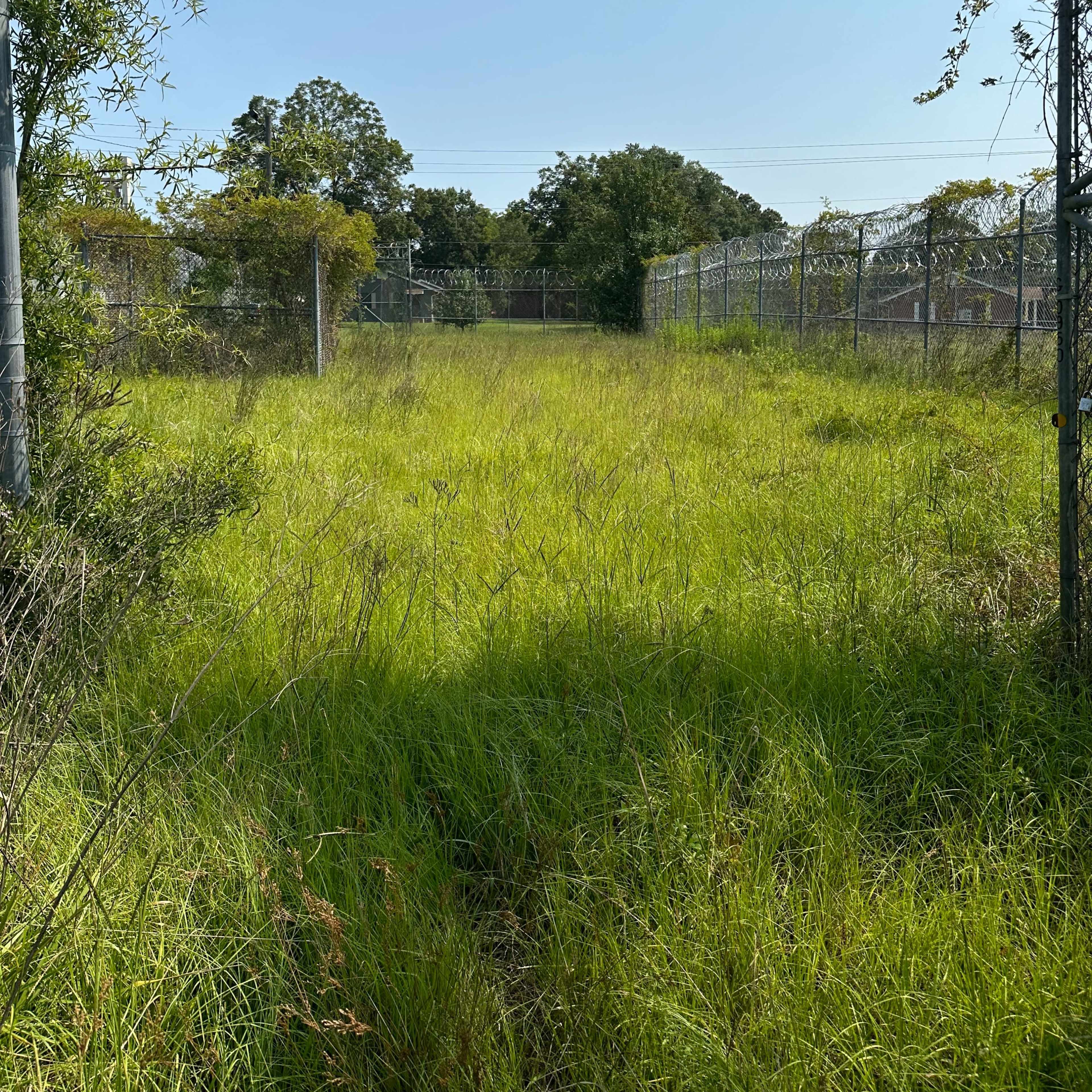An overgrown area enclosed by a wire fence, with tall grass and sparse trees under a clear blue sky.