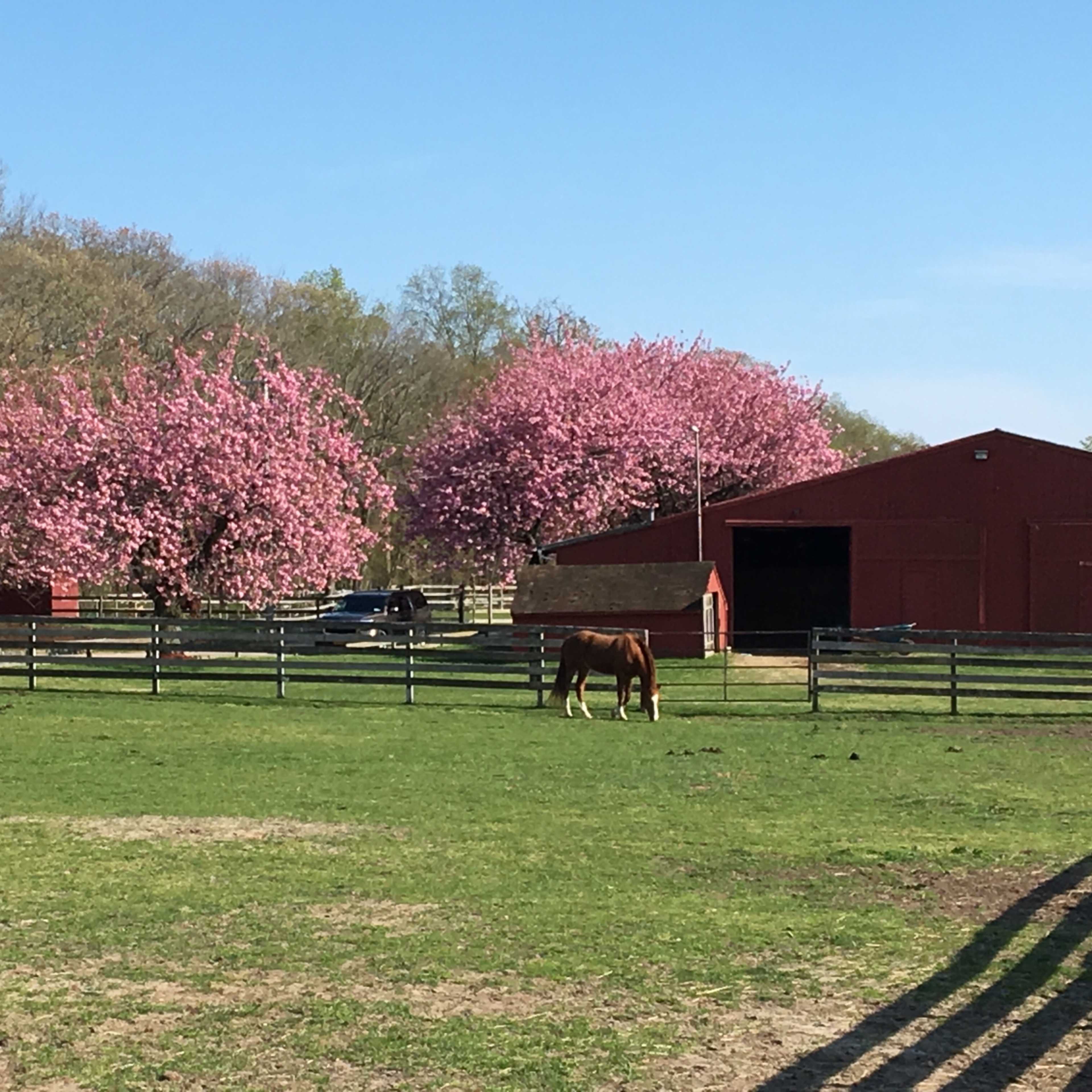 A brown horse grazes in a green pasture surrounded by blooming pink trees and a red barn.