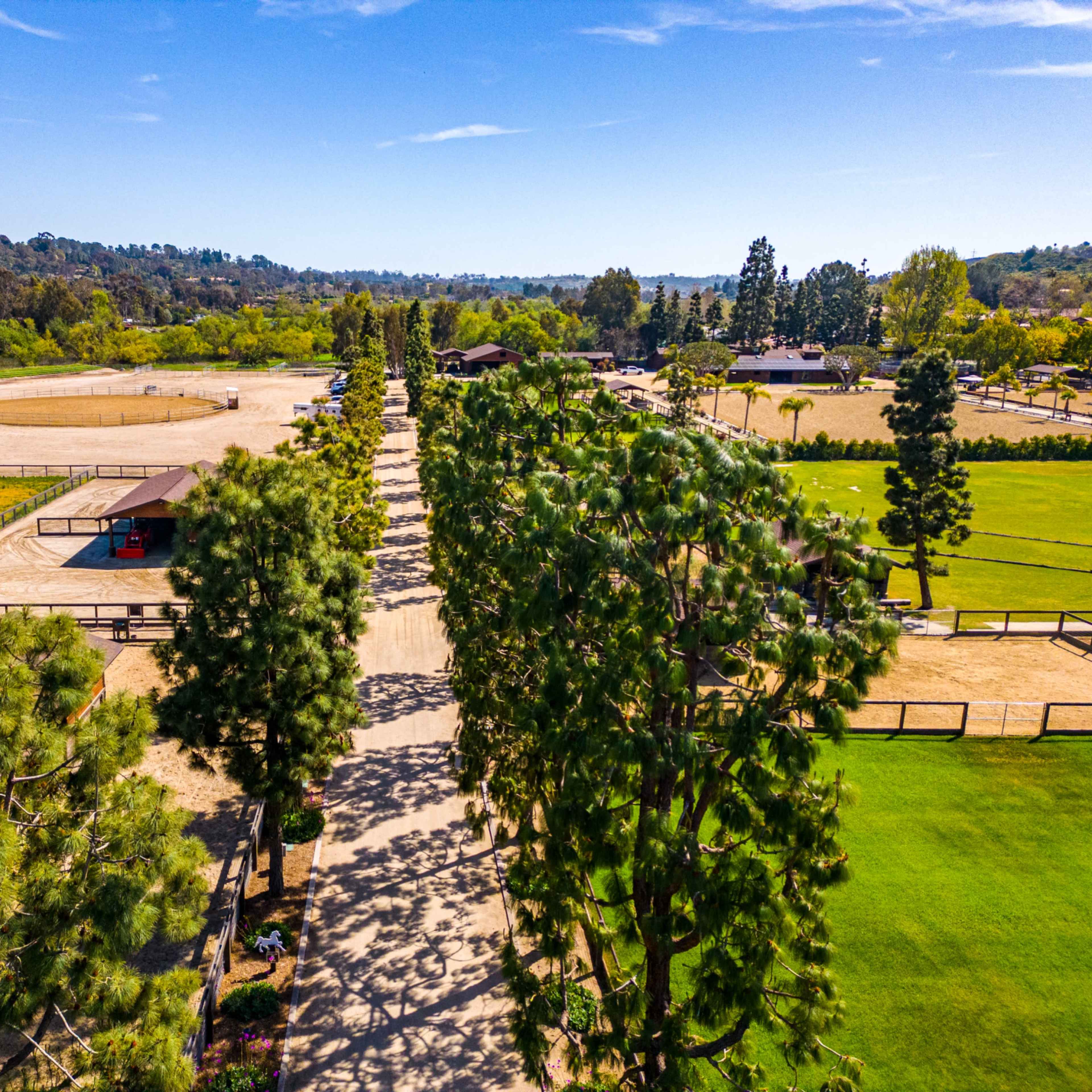 A wide pathway lined with tall pine trees leads to a horse riding arena and stable area in a rural setting.