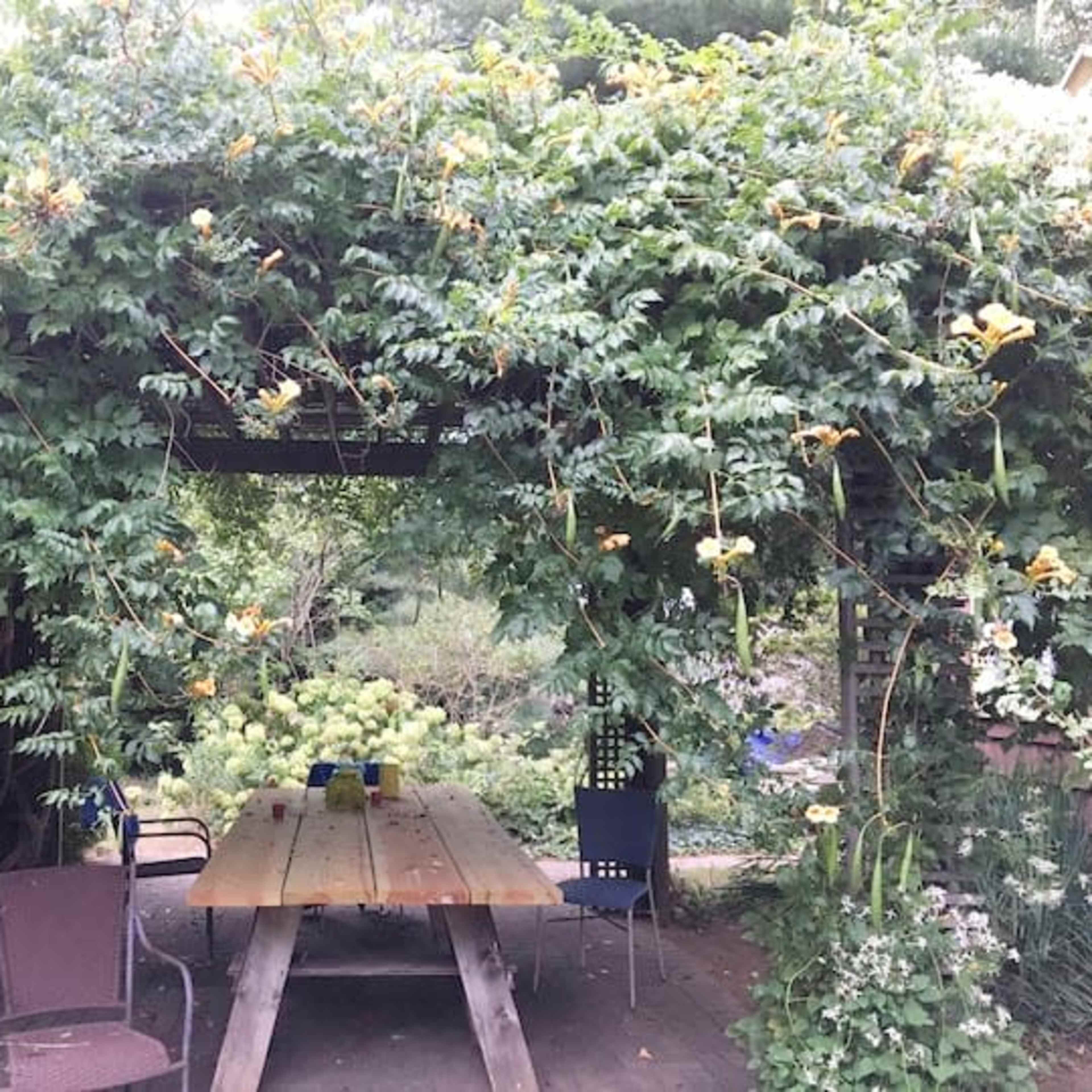 A wooden table with benches is situated underneath a canopy of lush green vines and small yellow flowers.