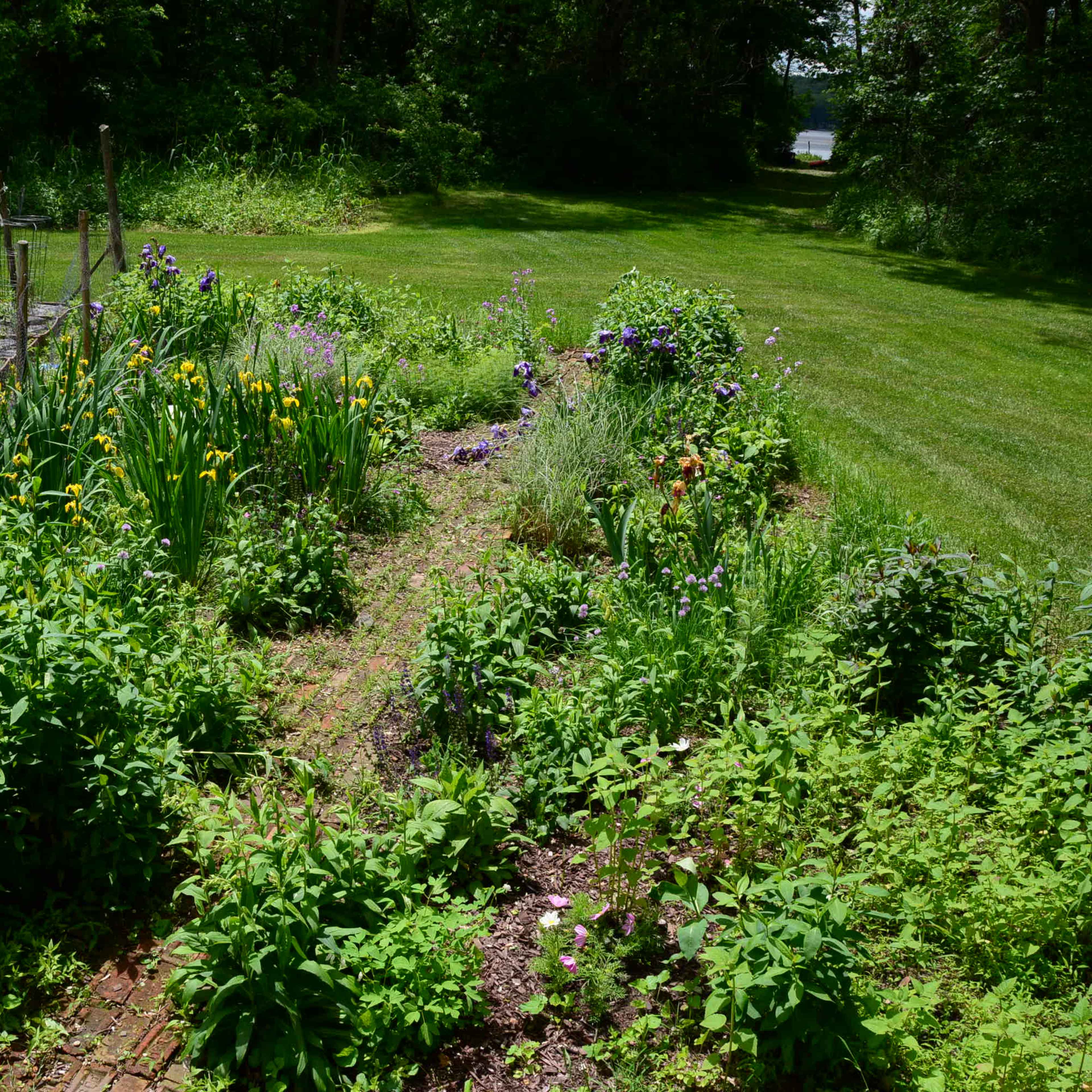 A garden area with various plants and flowers growing along a pathway, surrounded by a grassy lawn.