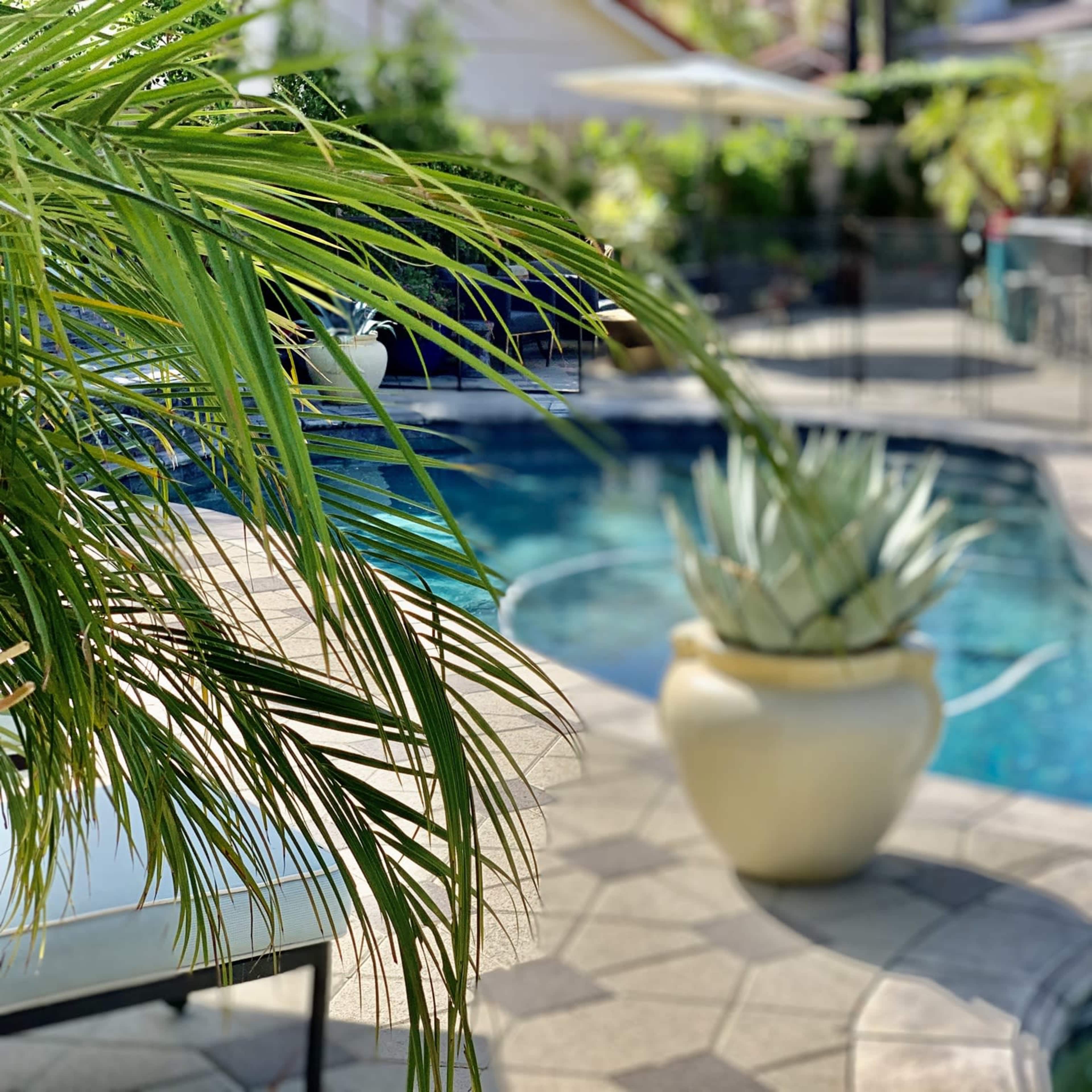 A well-maintained pool area features a large planter with succulent plants and palm fronds in the foreground.