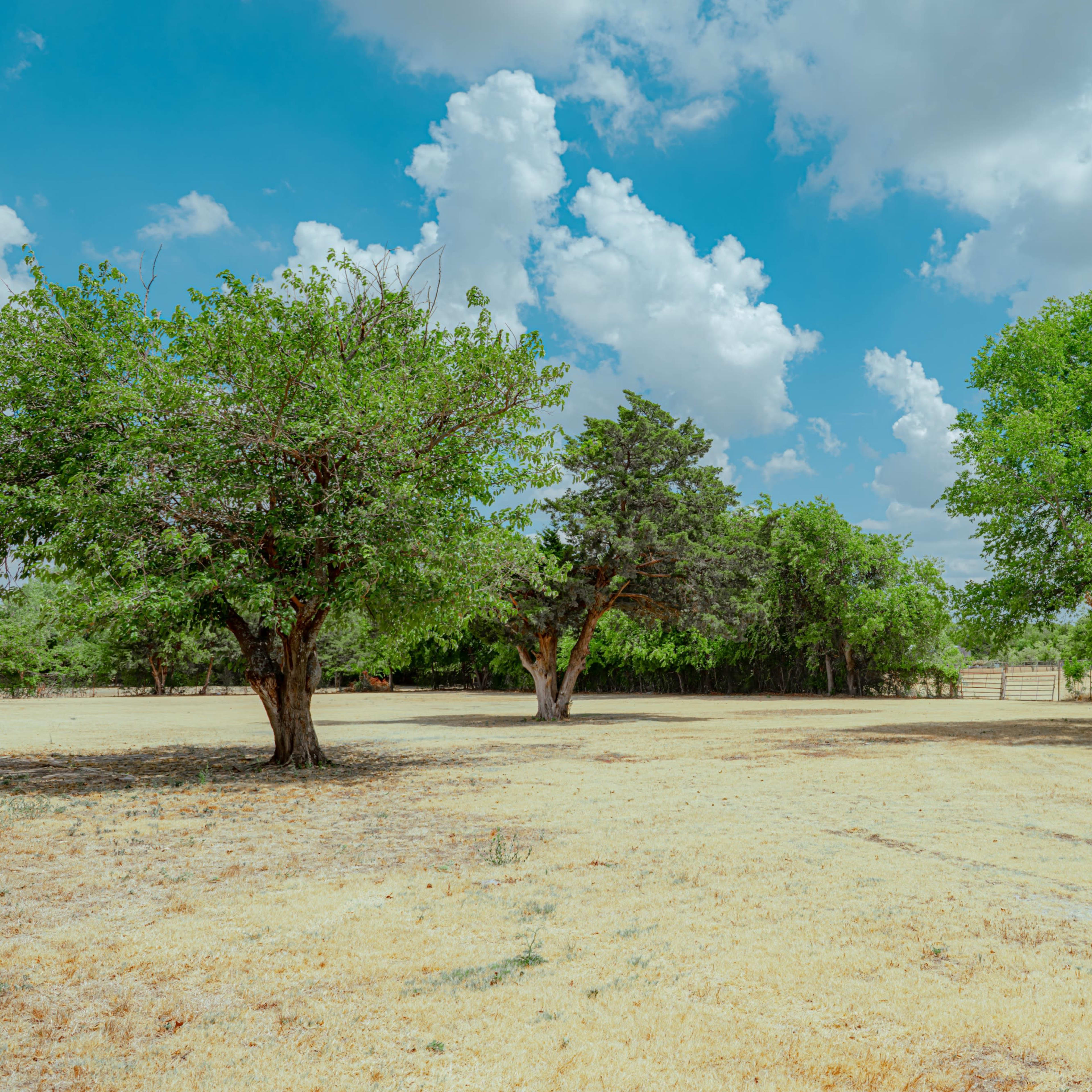 A wide-open field features several trees against a backdrop of blue skies and scattered clouds.