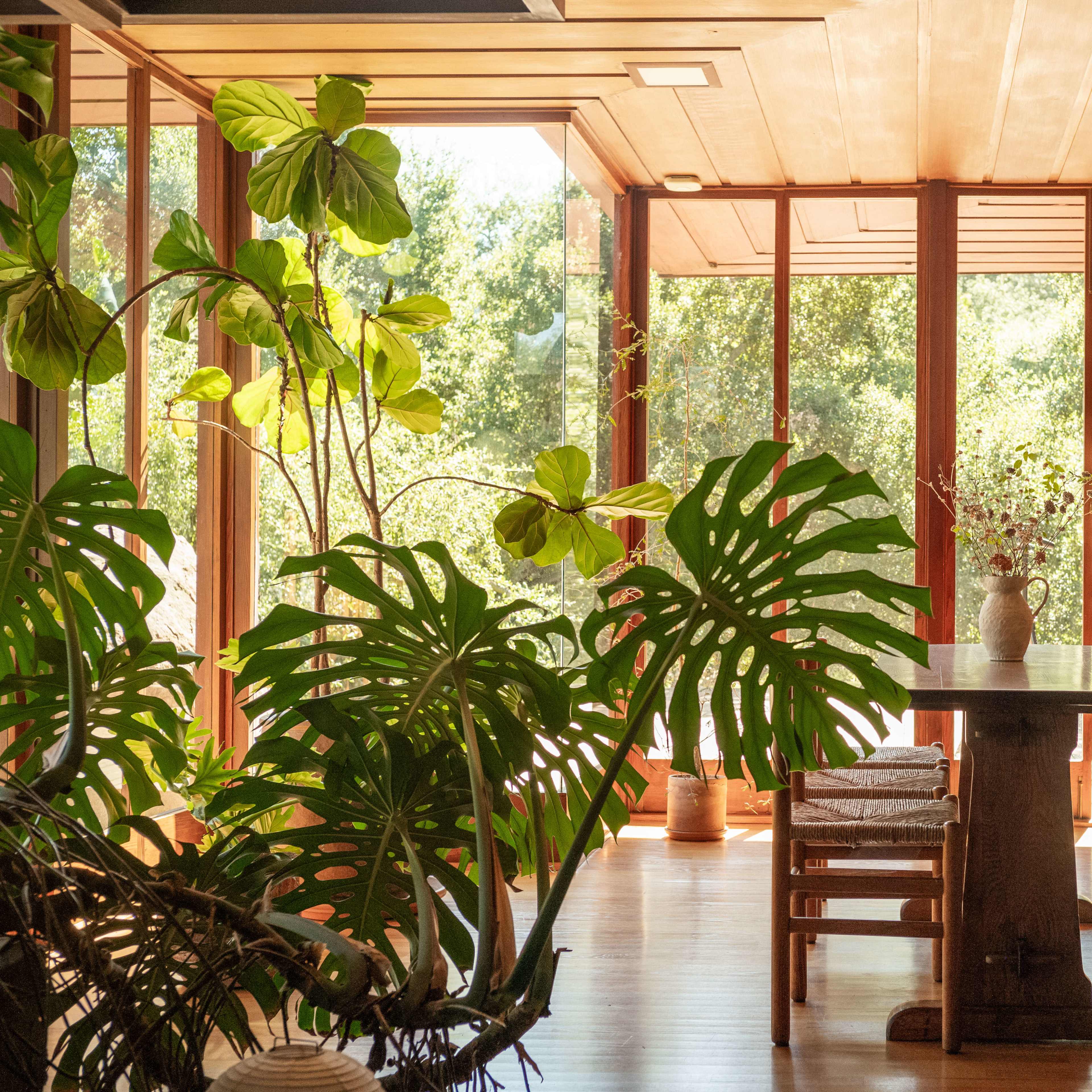 A spacious room features a large wooden table and bench, surrounded by plants, with large glass windows providing a view of the outdoors.
