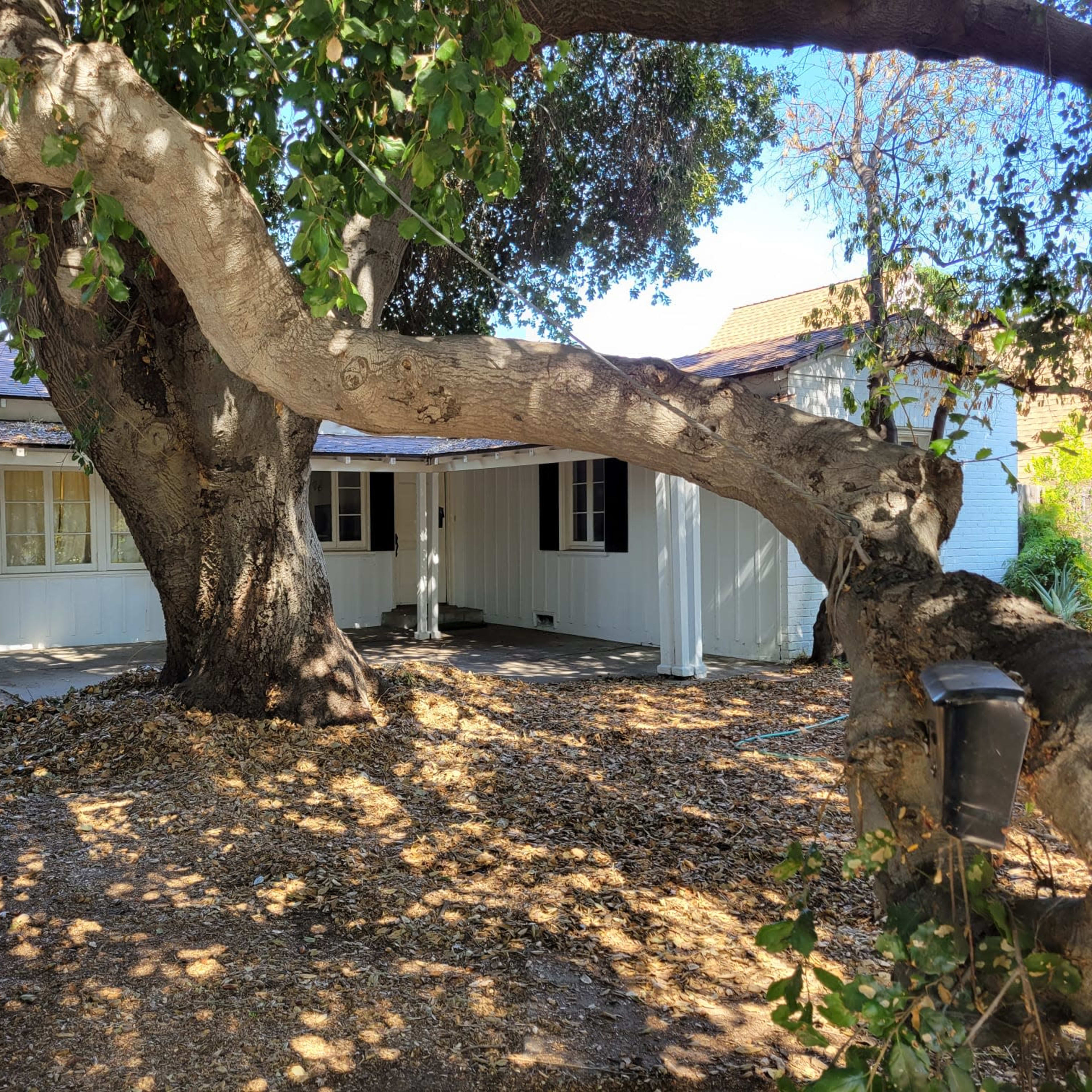 A large tree with a twisted trunk stands in front of a single-story white house, surrounded by dry leaves scattered on the ground.