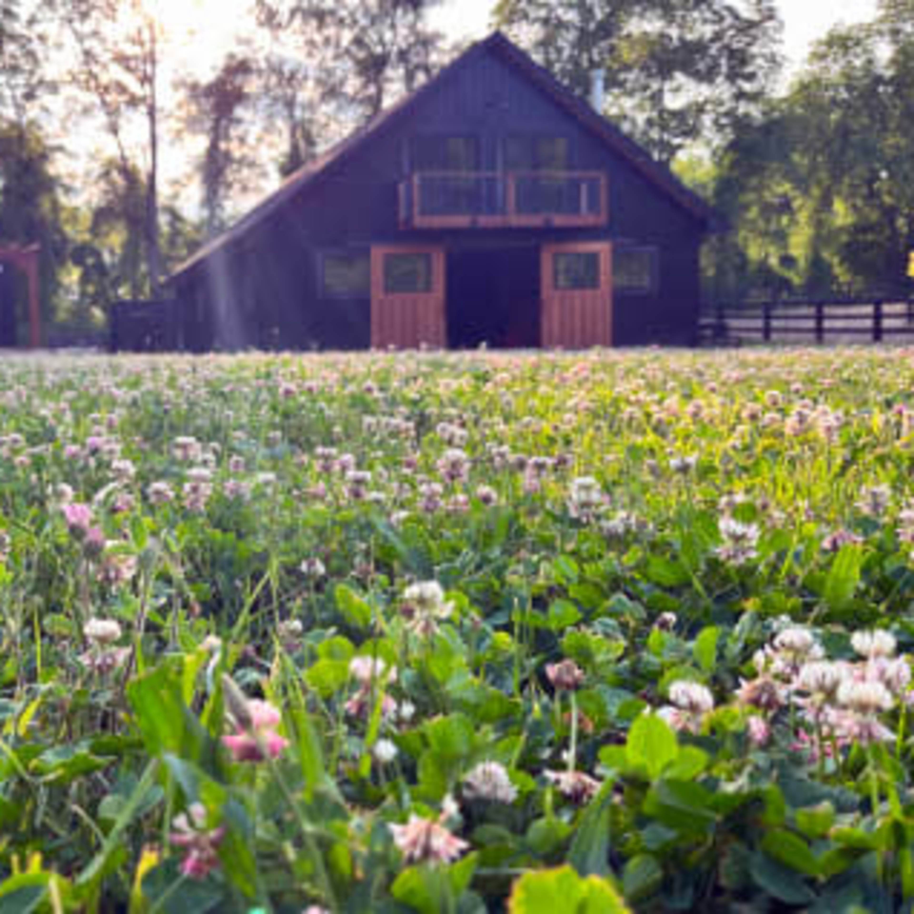 A wooden house with a balcony sits in the background of a field filled with clover flowers.