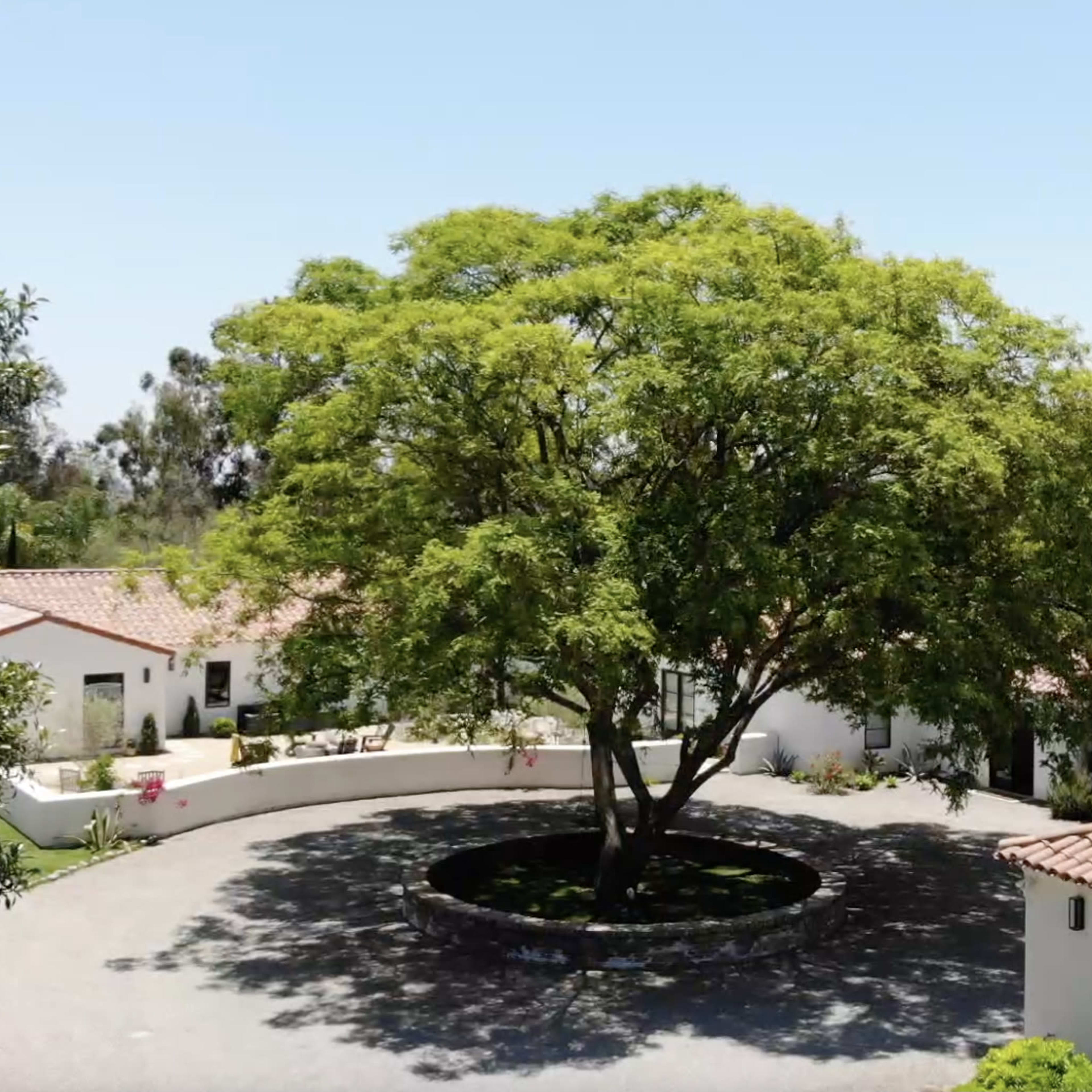 A large tree stands in the center of a circular driveway, surrounded by white buildings with red-tiled roofs.