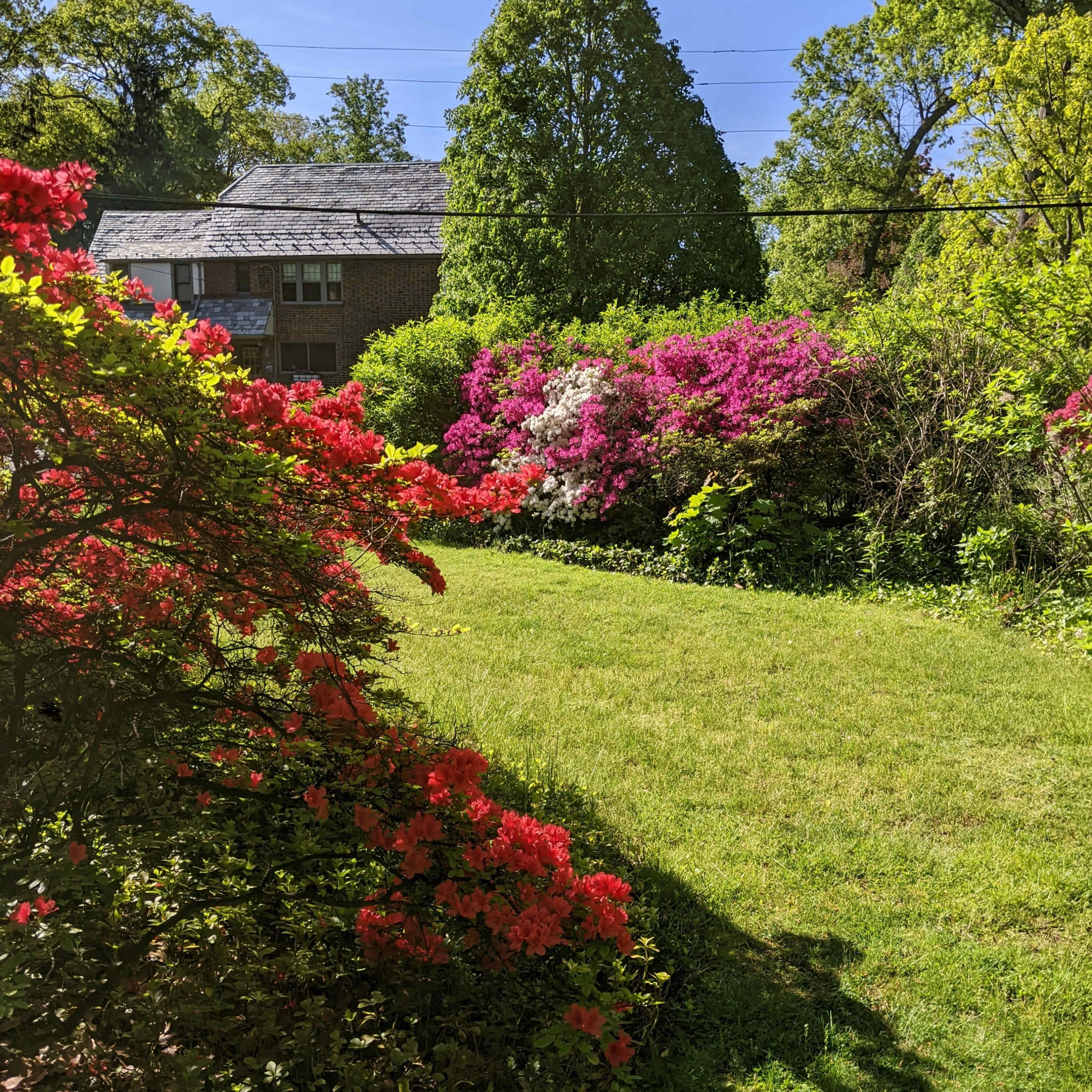 A vibrant garden filled with various flowering plants, including red and pink azaleas, set against a backdrop of a house and blue sky.