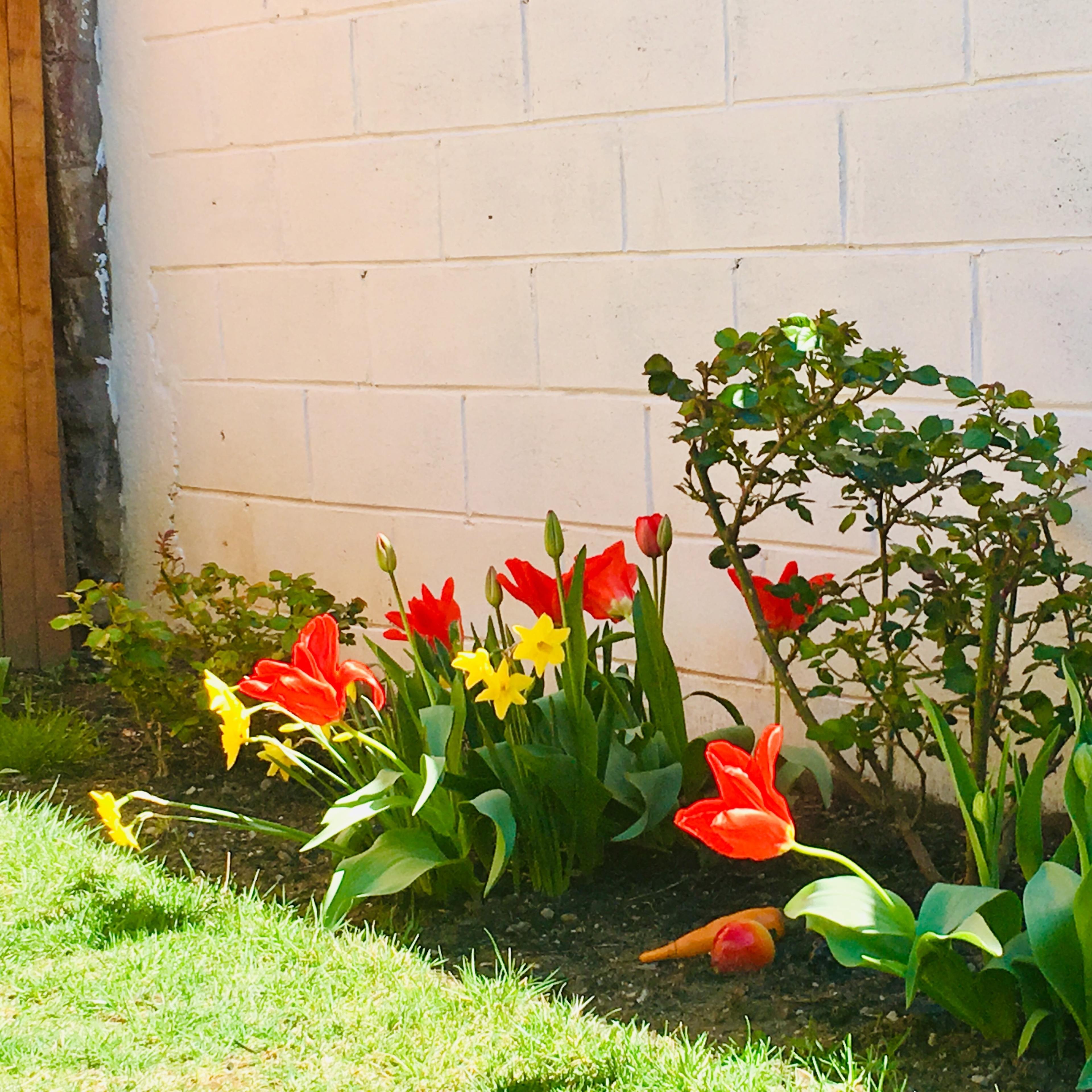A row of red and yellow tulips and daffodils grows along a white wall, bordered by a small rose bush.