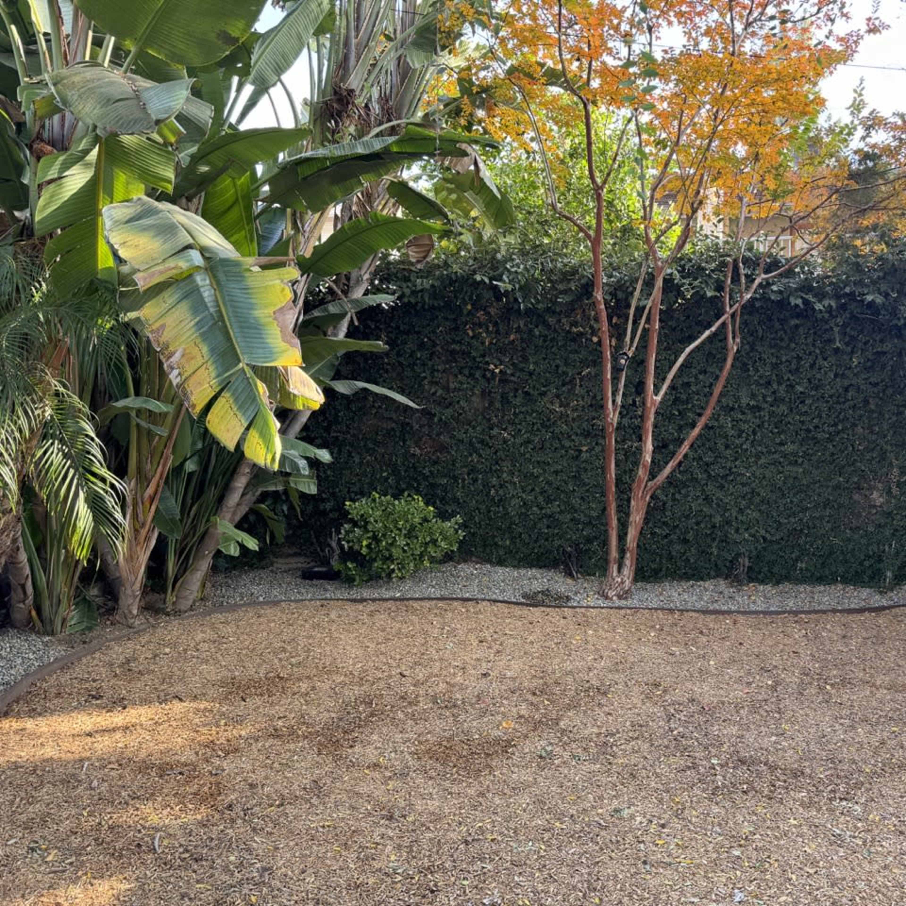 A backyard scene features a gravel area bordered by tropical plants and a small tree, with a wooden structure in the corner.