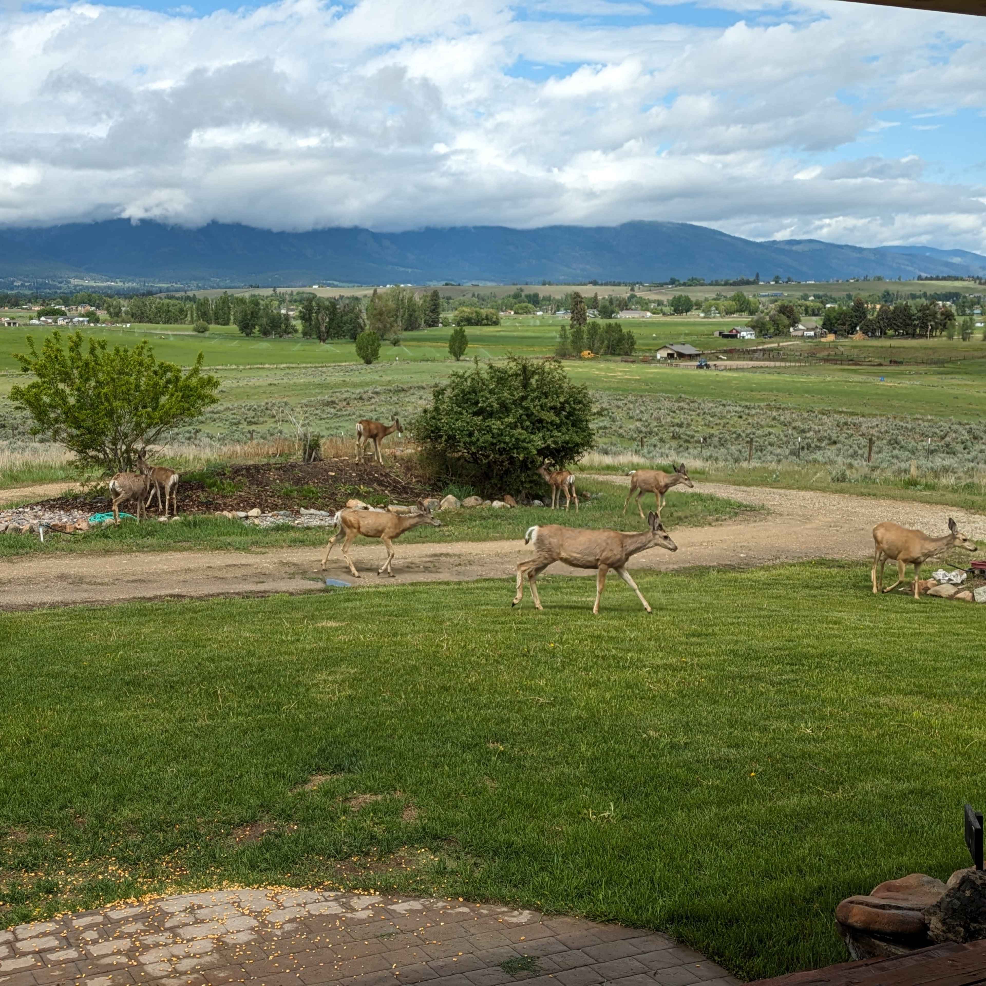 A herd of deer grazes on green grass near a dirt path, with mountains and a cloudy sky in the background.
