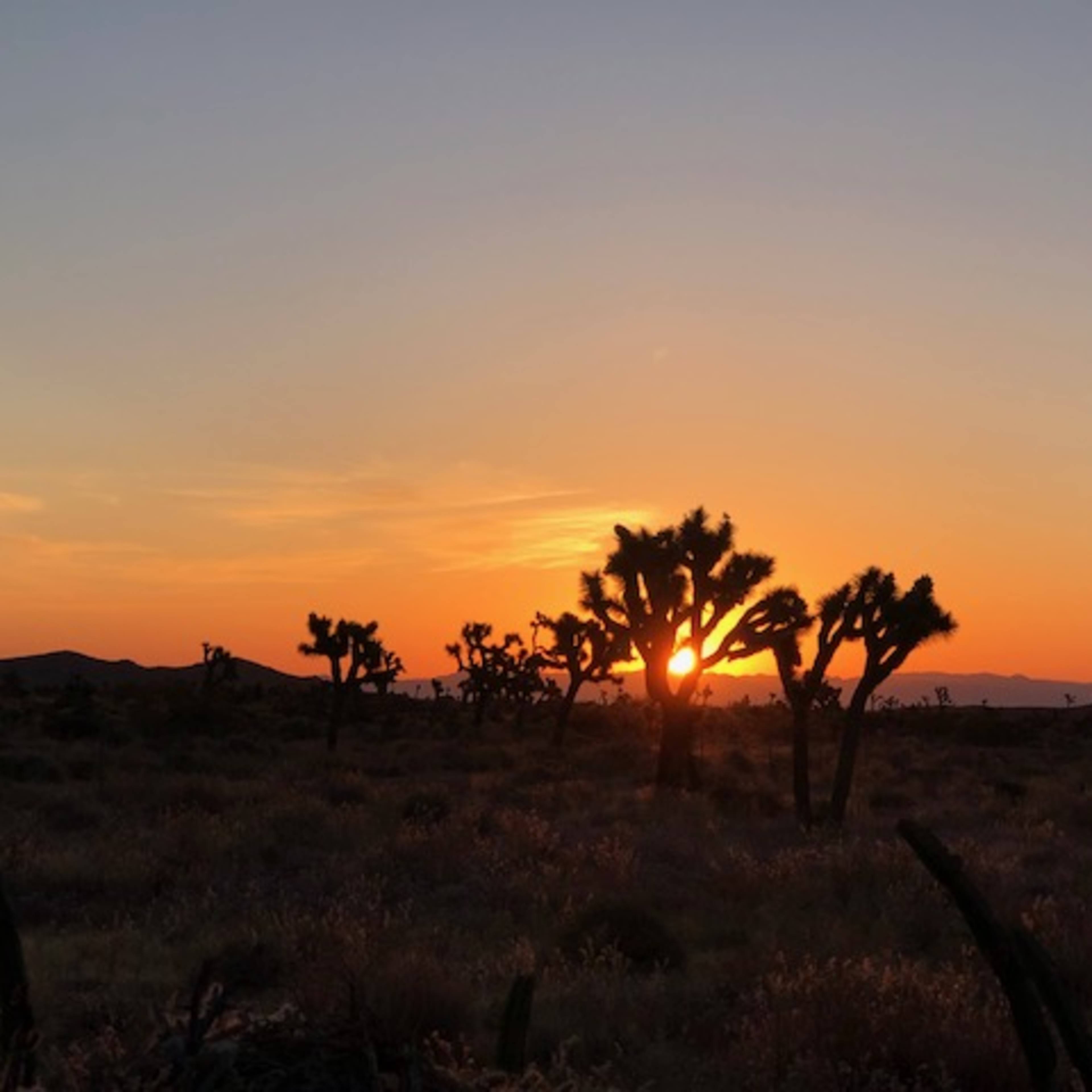 The setting sun casts a warm glow over a desert landscape dotted with Joshua trees.
