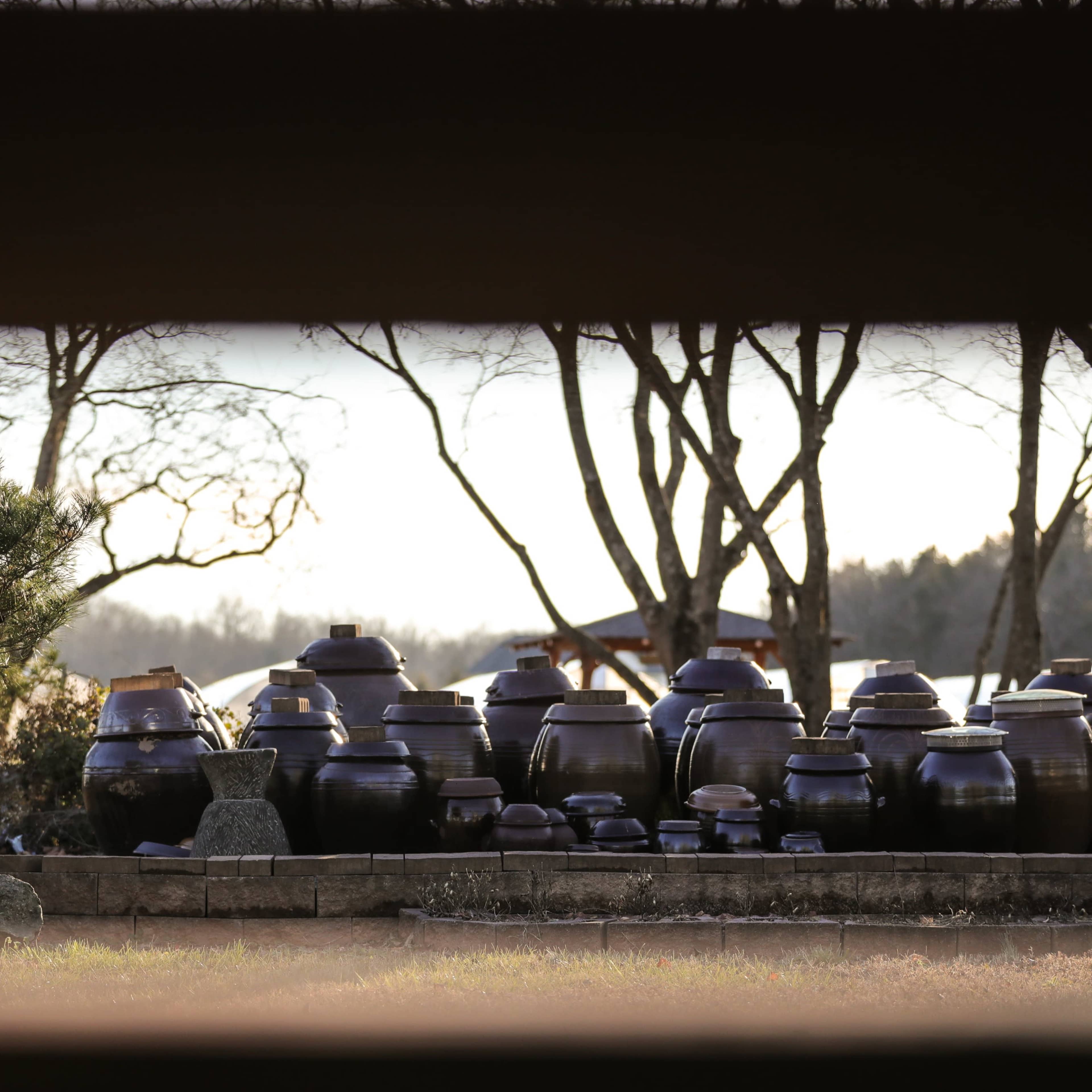A row of large, dark ceramic jars is displayed in a garden surrounded by trees.