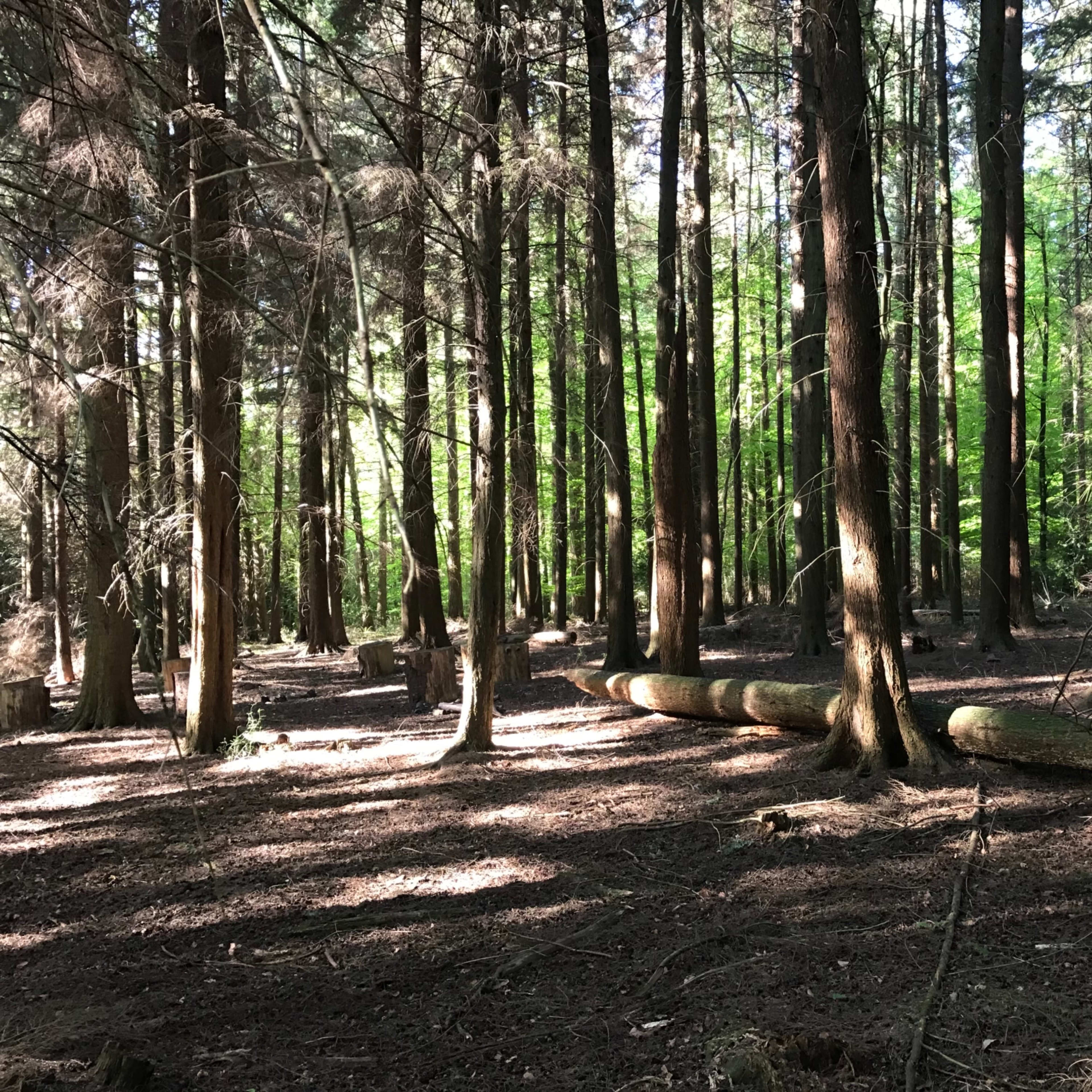 A dense forest with tall trees, sunlight filtering through the canopy, and fallen logs on the forest floor.