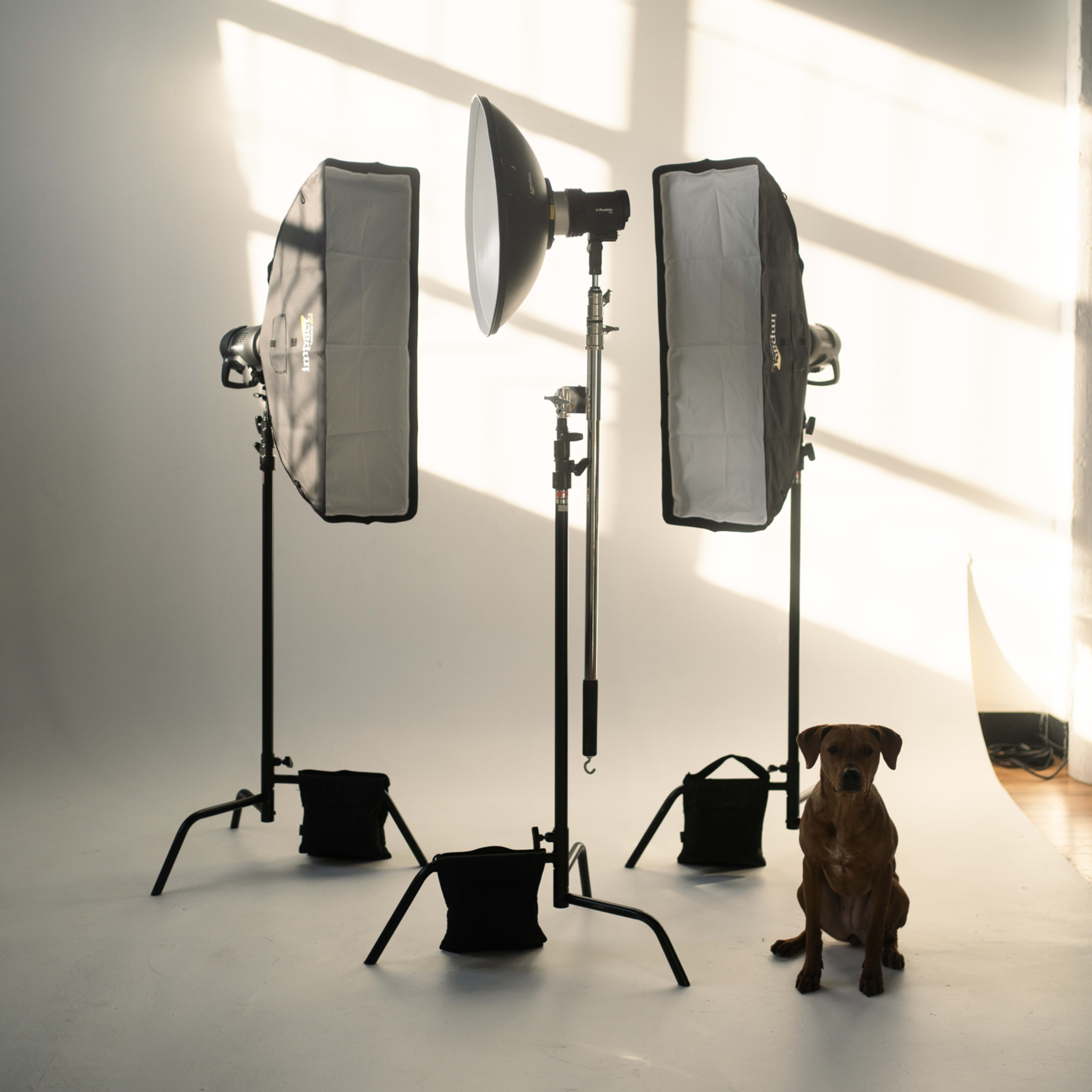 A studio setup with two softbox light stands and a dog sitting on the floor beside them.