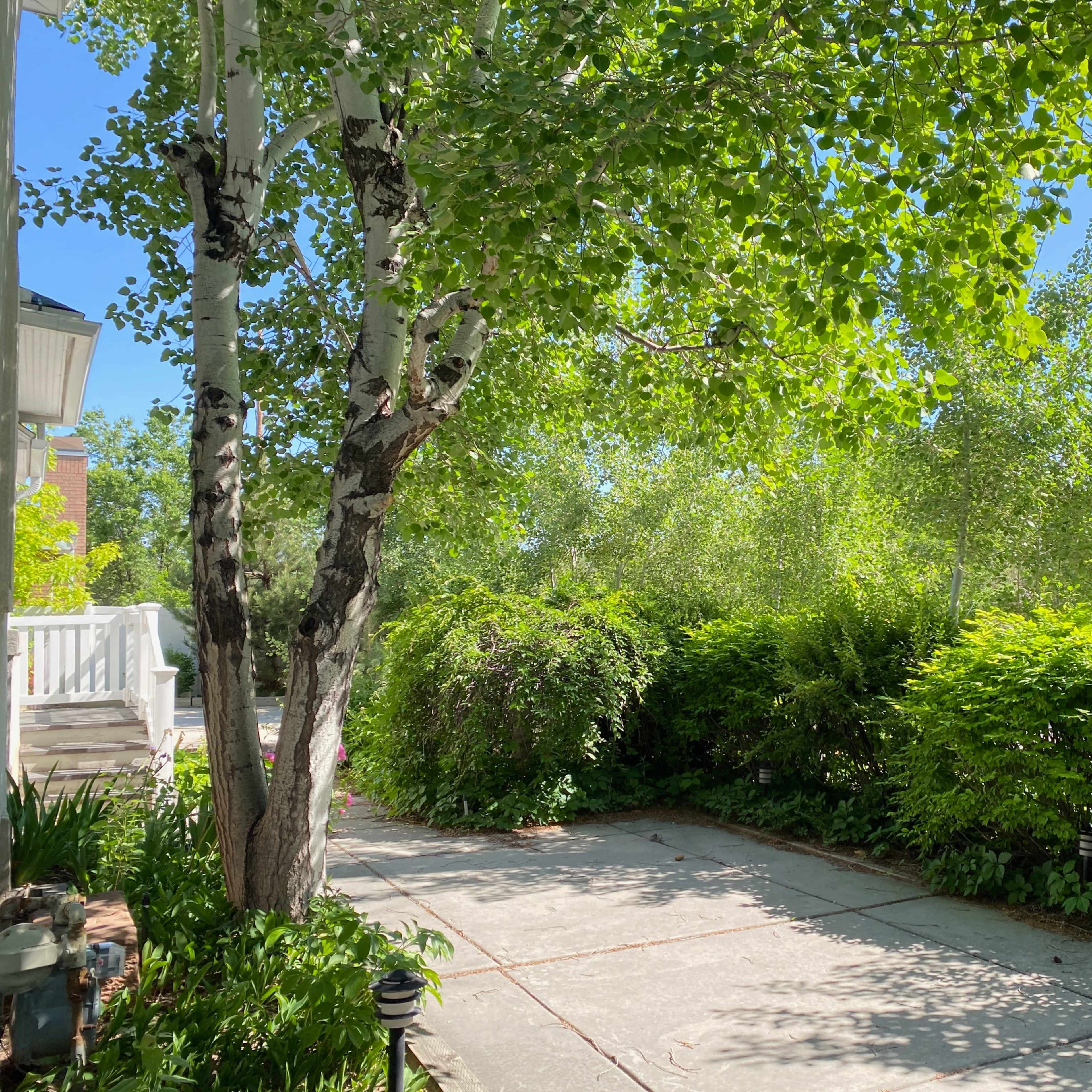 A concrete driveway is bordered by lush greenery and trees under a clear blue sky.