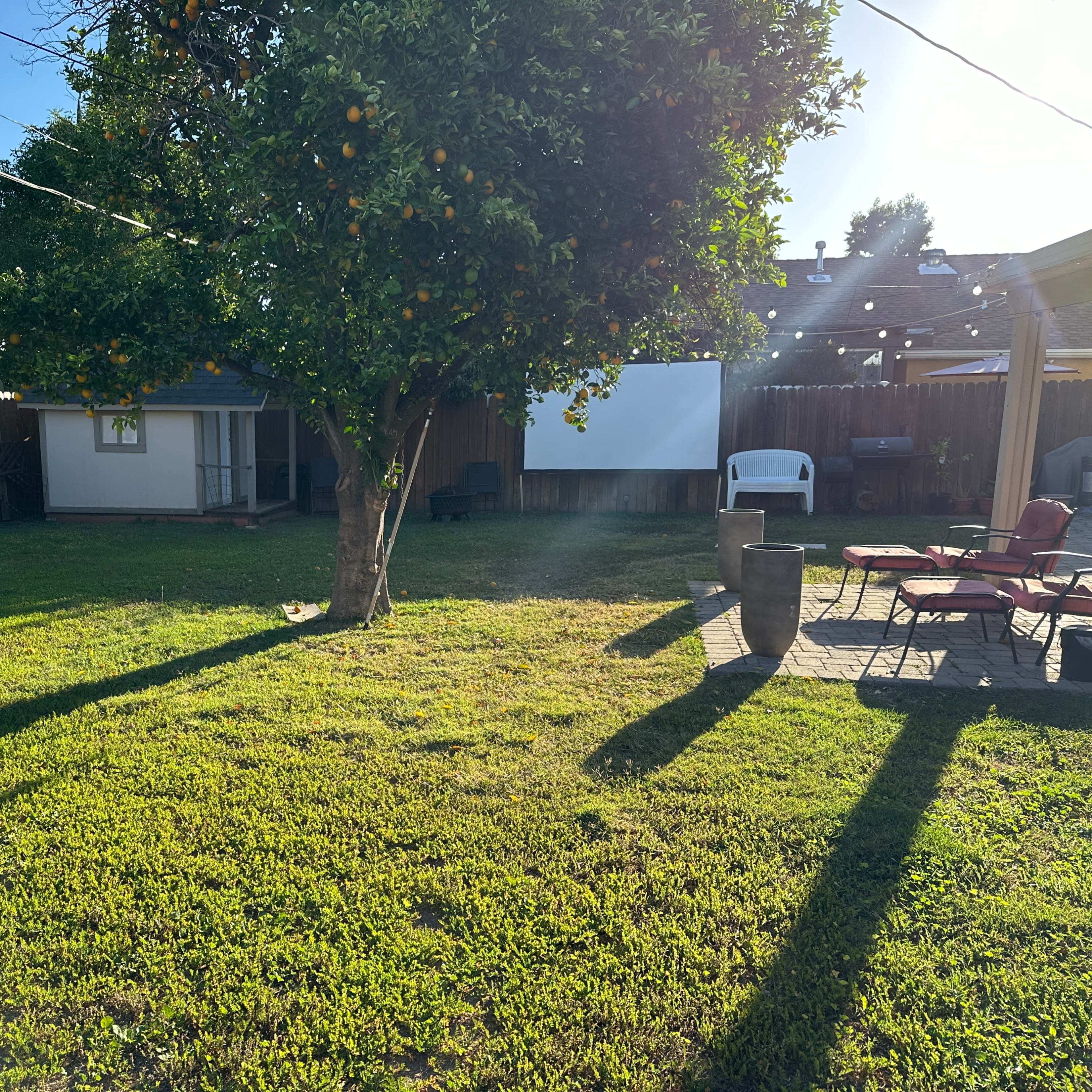 A backyard with a grassy area, a tree with oranges, a small shed, a projection screen, and a few chairs arranged in a circle.