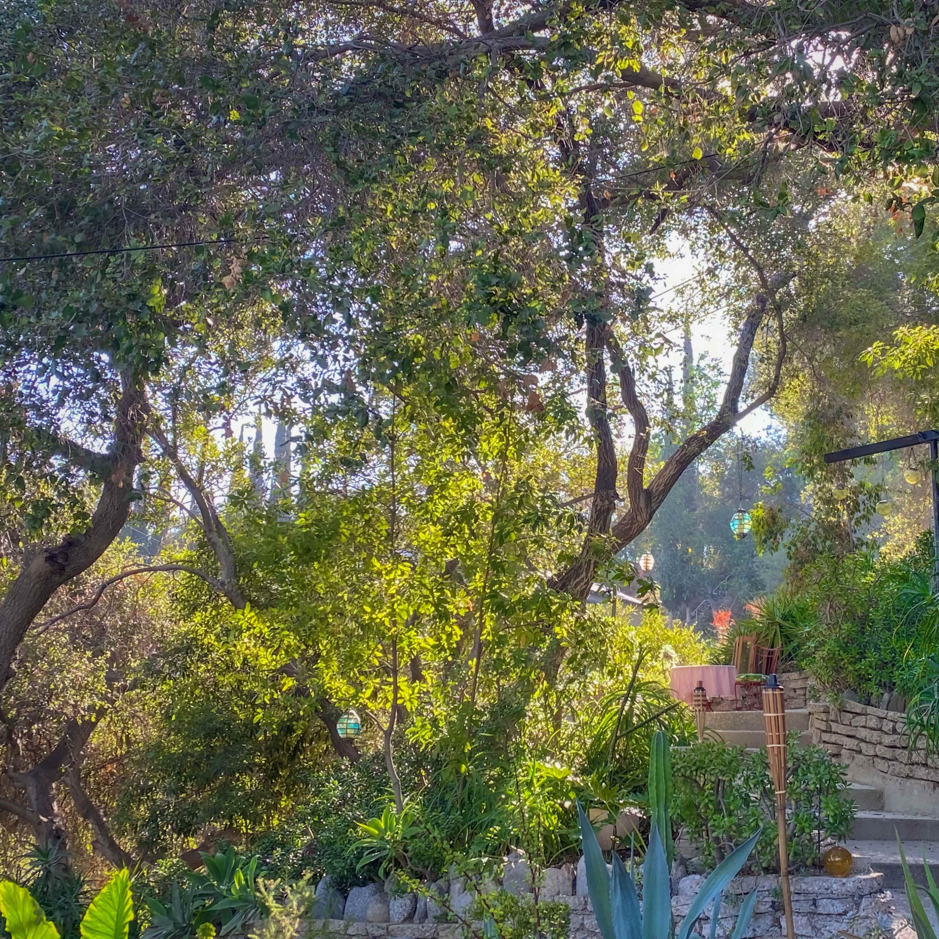 A stone pathway lined with lush greenery leads up to a shaded area with trees and colorful lanterns.