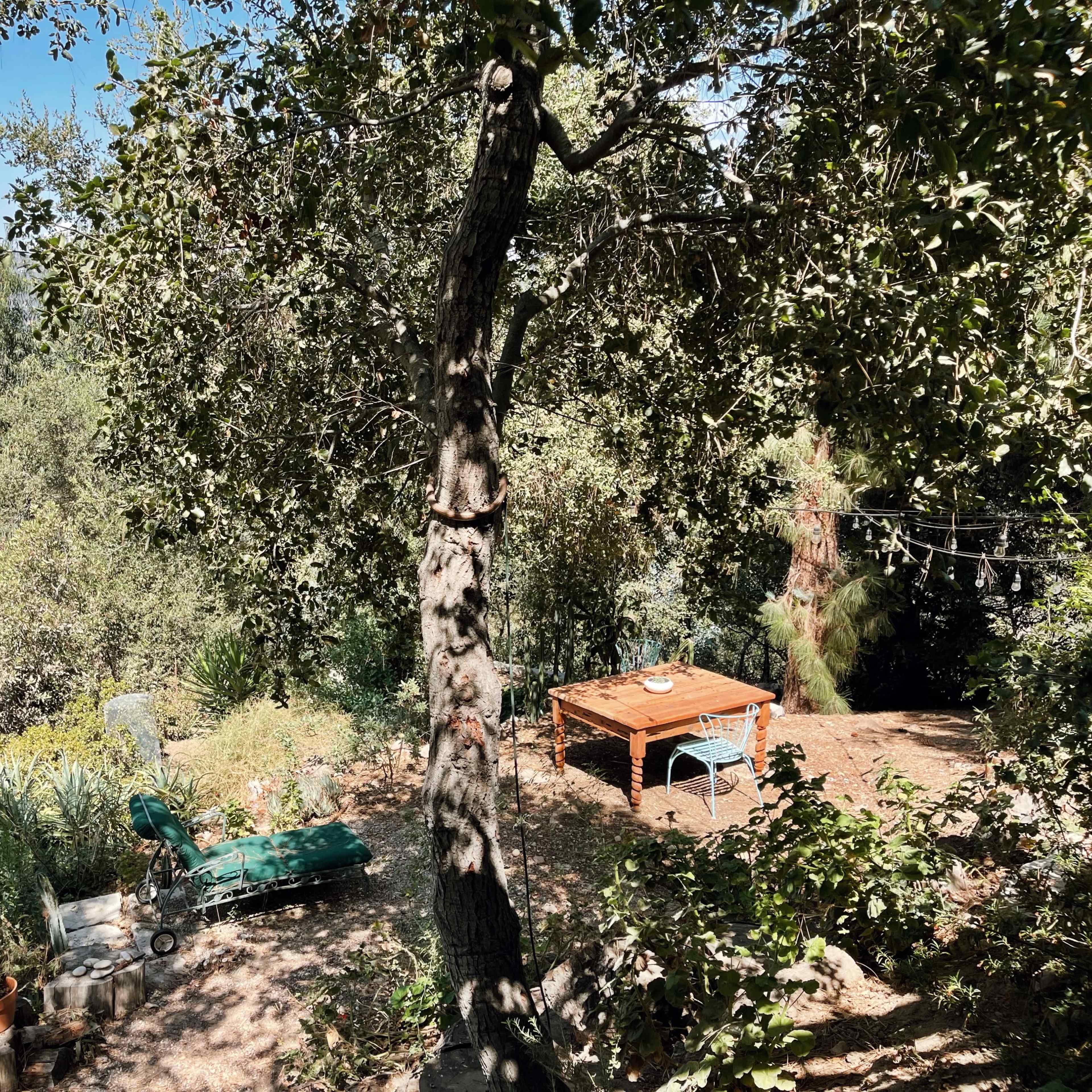 A hillside garden with a large tree, a wooden table, and various plants and equipment scattered throughout.