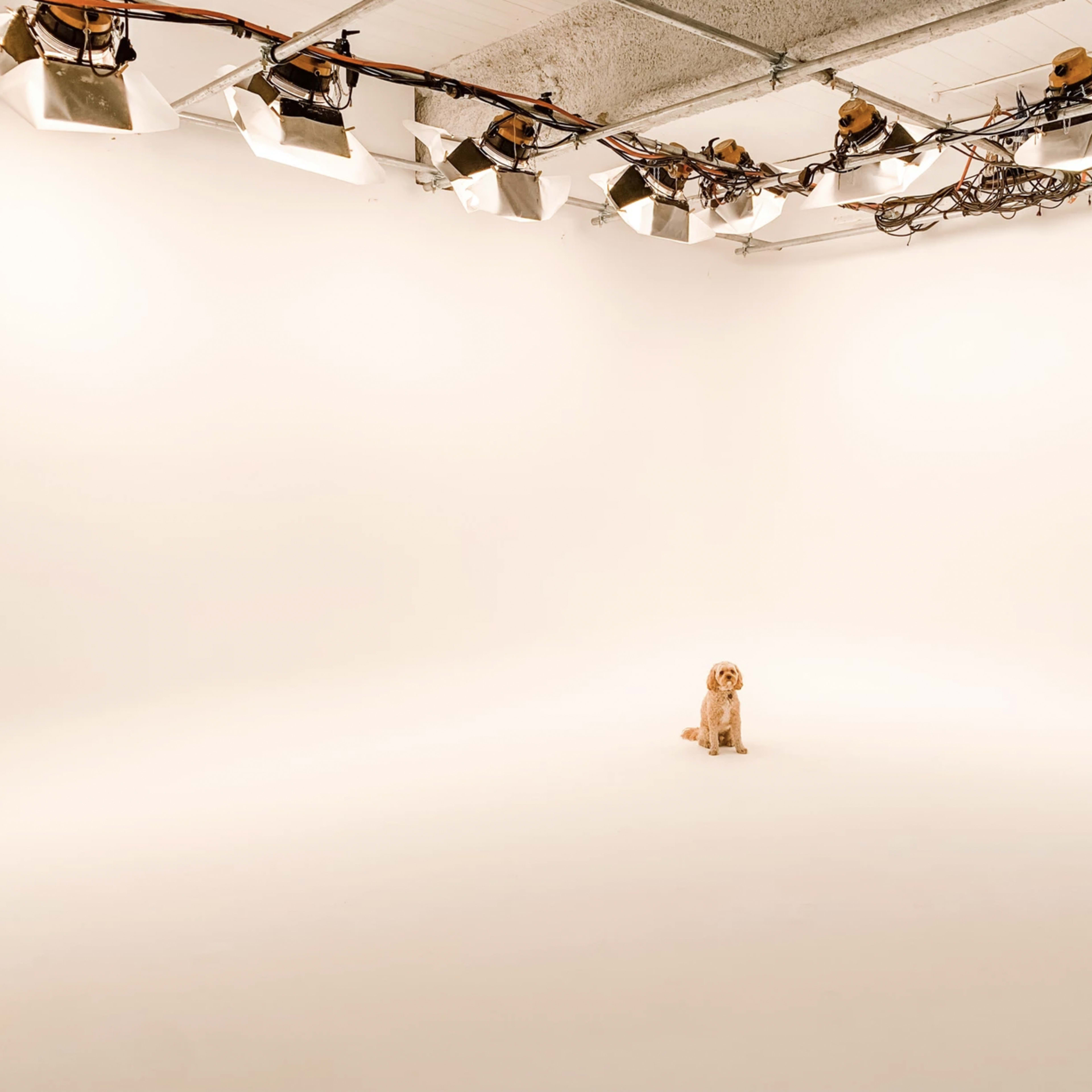 A dog sits in the center of an empty photography studio illuminated by overhead lights.